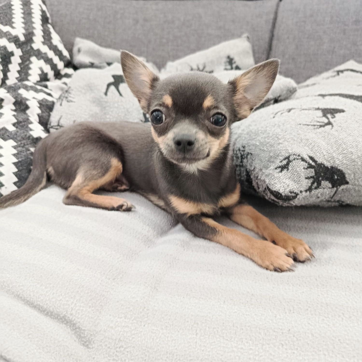 Soutěžní fotografie - Meggy,  Čivava