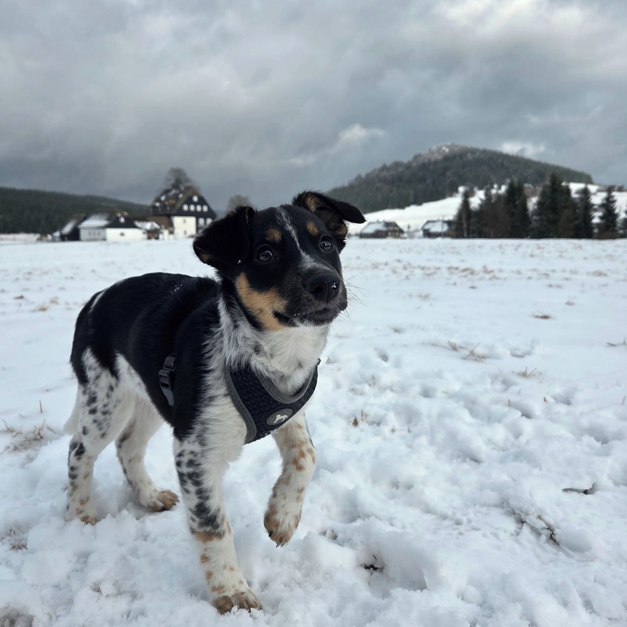 Soutěžní fotografie - Kira ,  Český strakatý pes