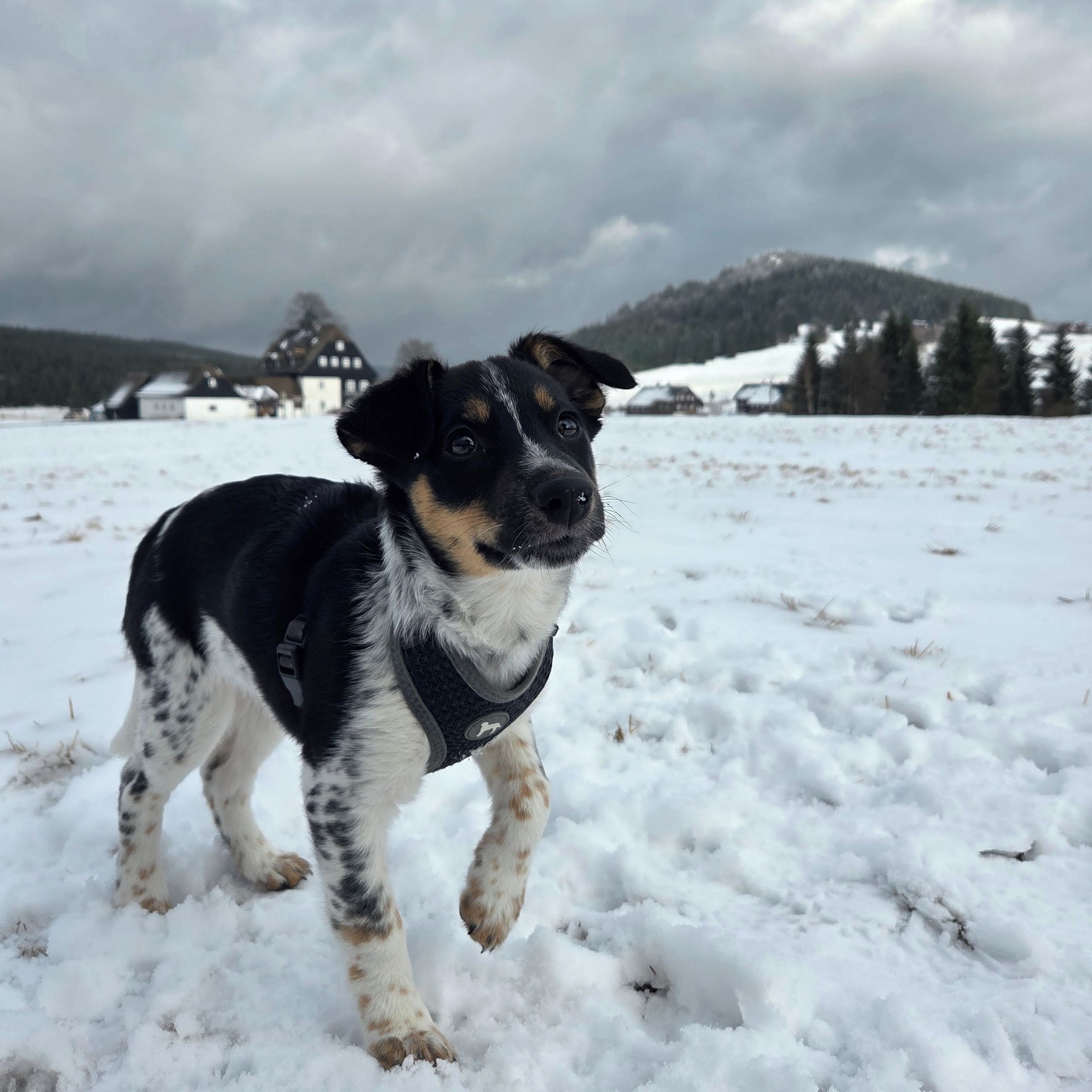 Soutěžní fotografie - Kira ,  Český strakatý pes