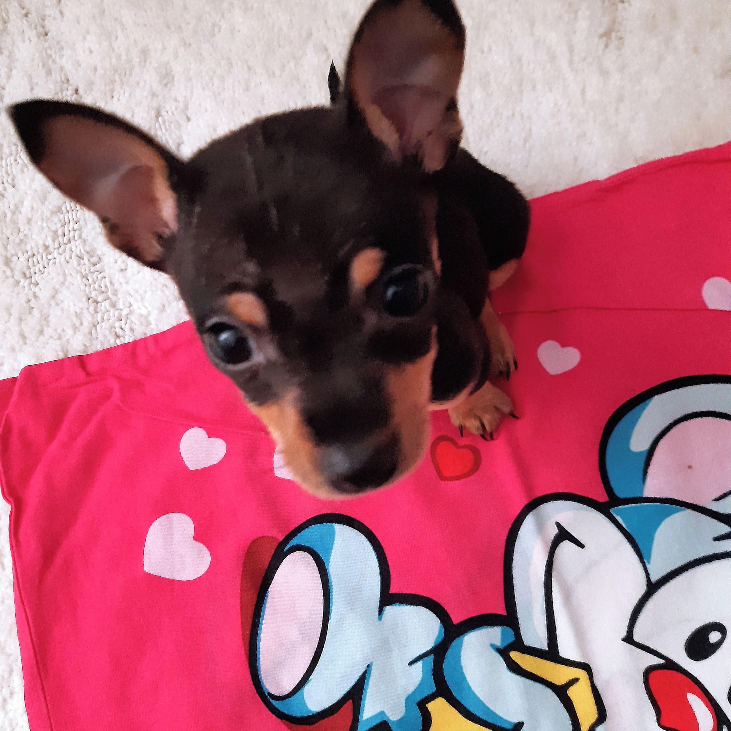 Soutěžní fotografie - LILY,  Pražský krysařík