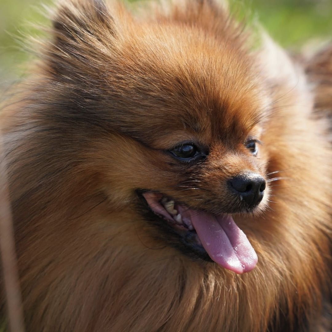 Soutěžní fotografie - Sonic,  Německý špic malý