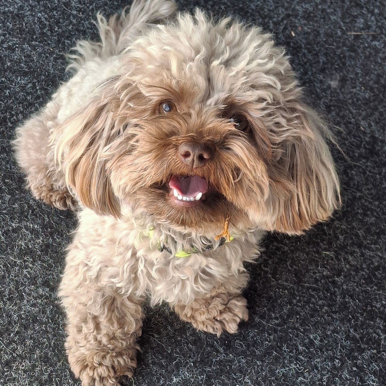 Soutěžní fotografie - Adélka,  Boloňský psík