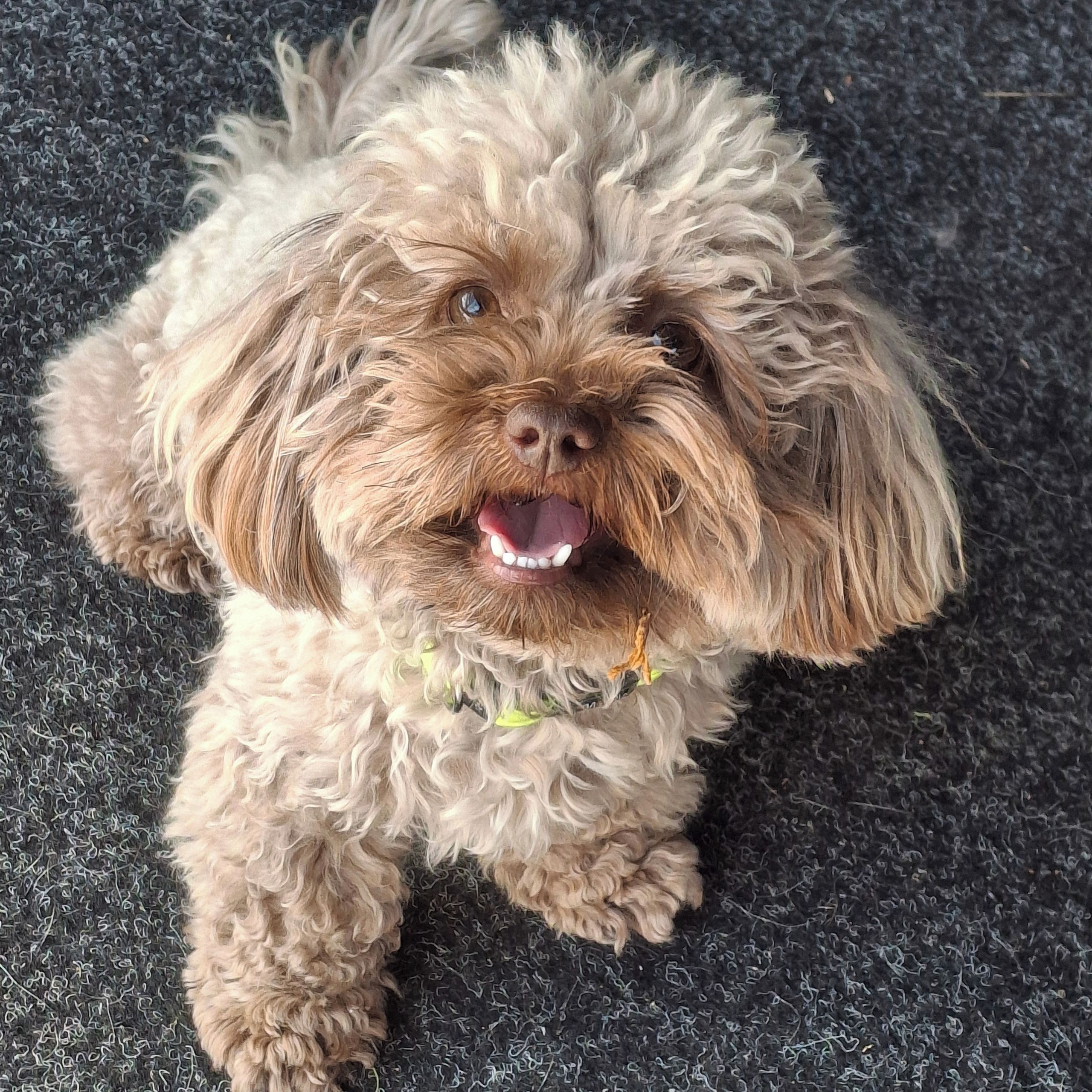 Soutěžní fotografie - Adélka,  Boloňský psík