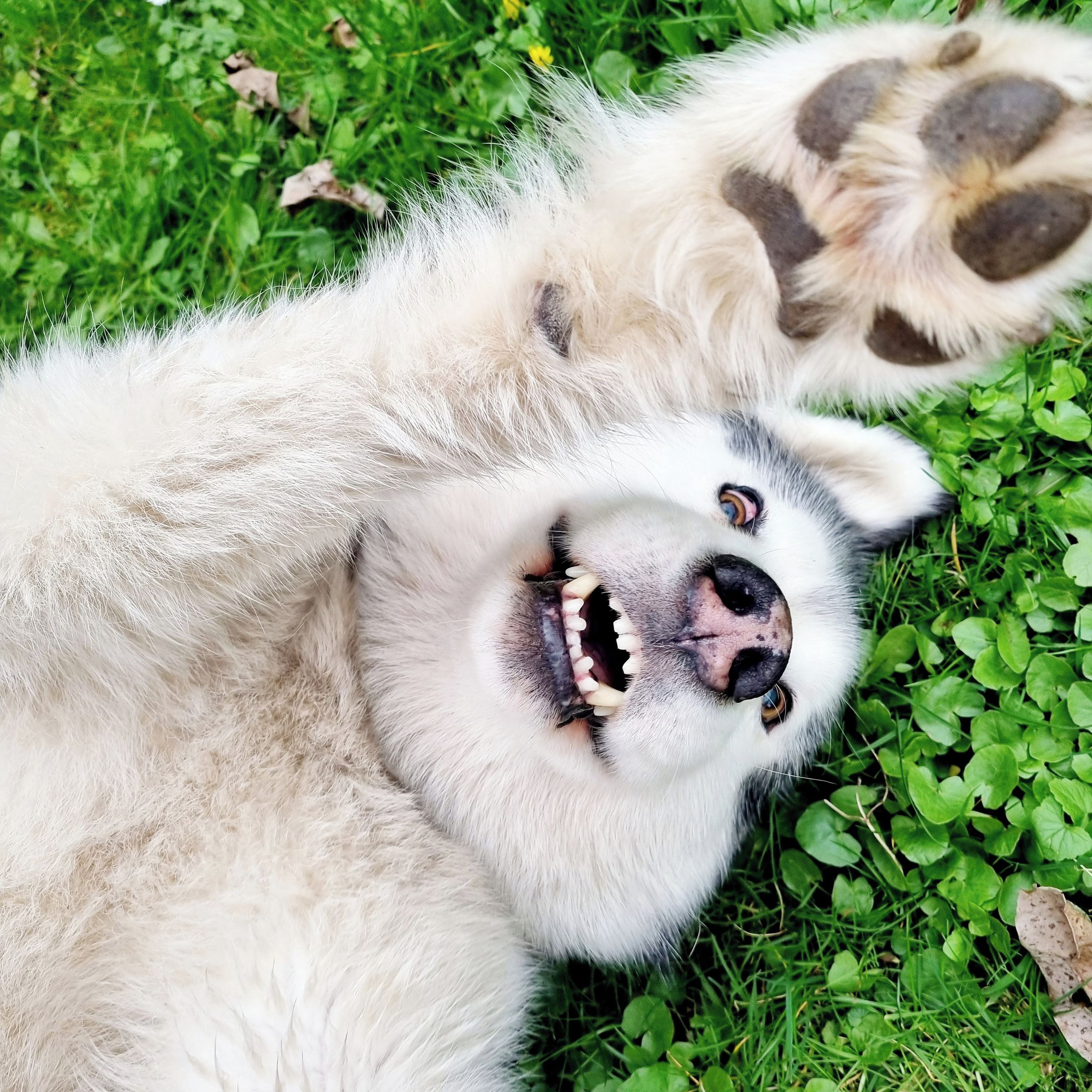 Soutěžní fotografie - Delča,  Aljašský malamut
