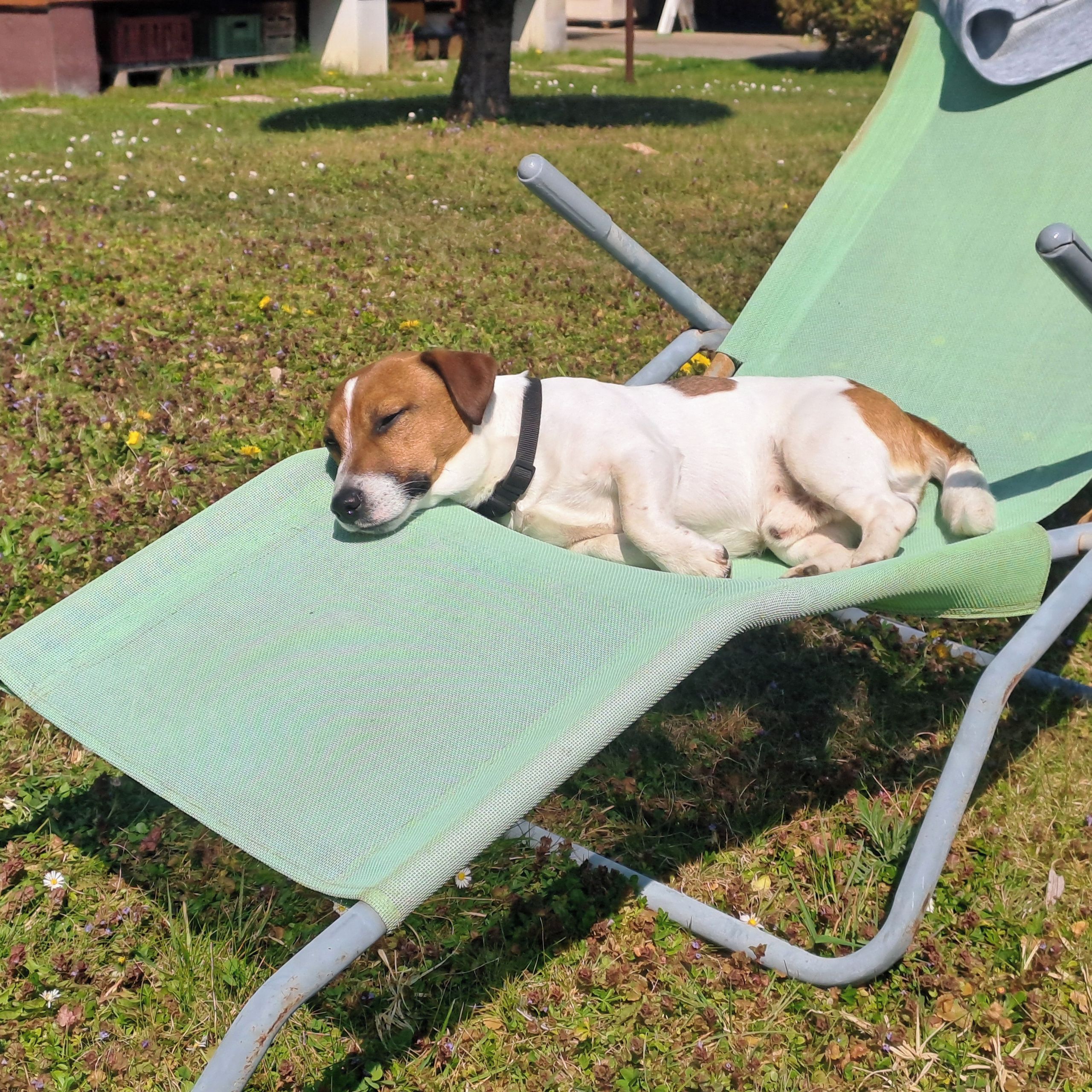 Soutěžní fotografie - Punky,  Jack Russell Teriér