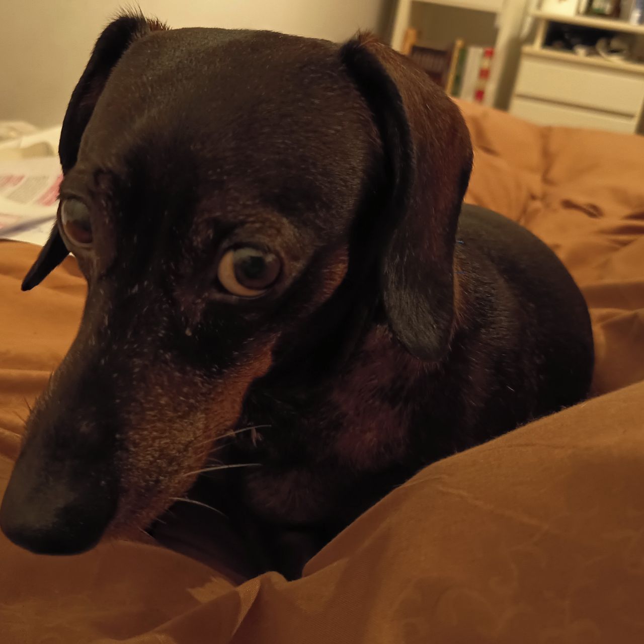 Soutěžní fotografie - Erny,  Jezevčík