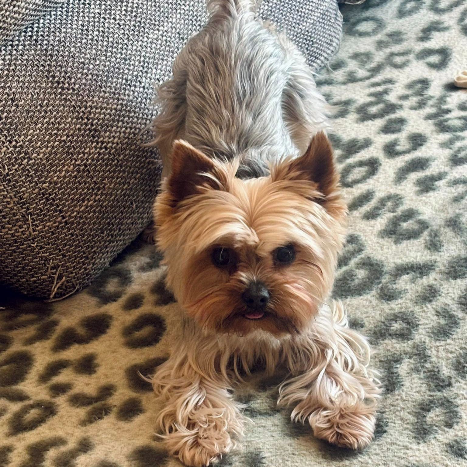 Soutěžní fotografie - Ozzy,  Yorkšírský terier