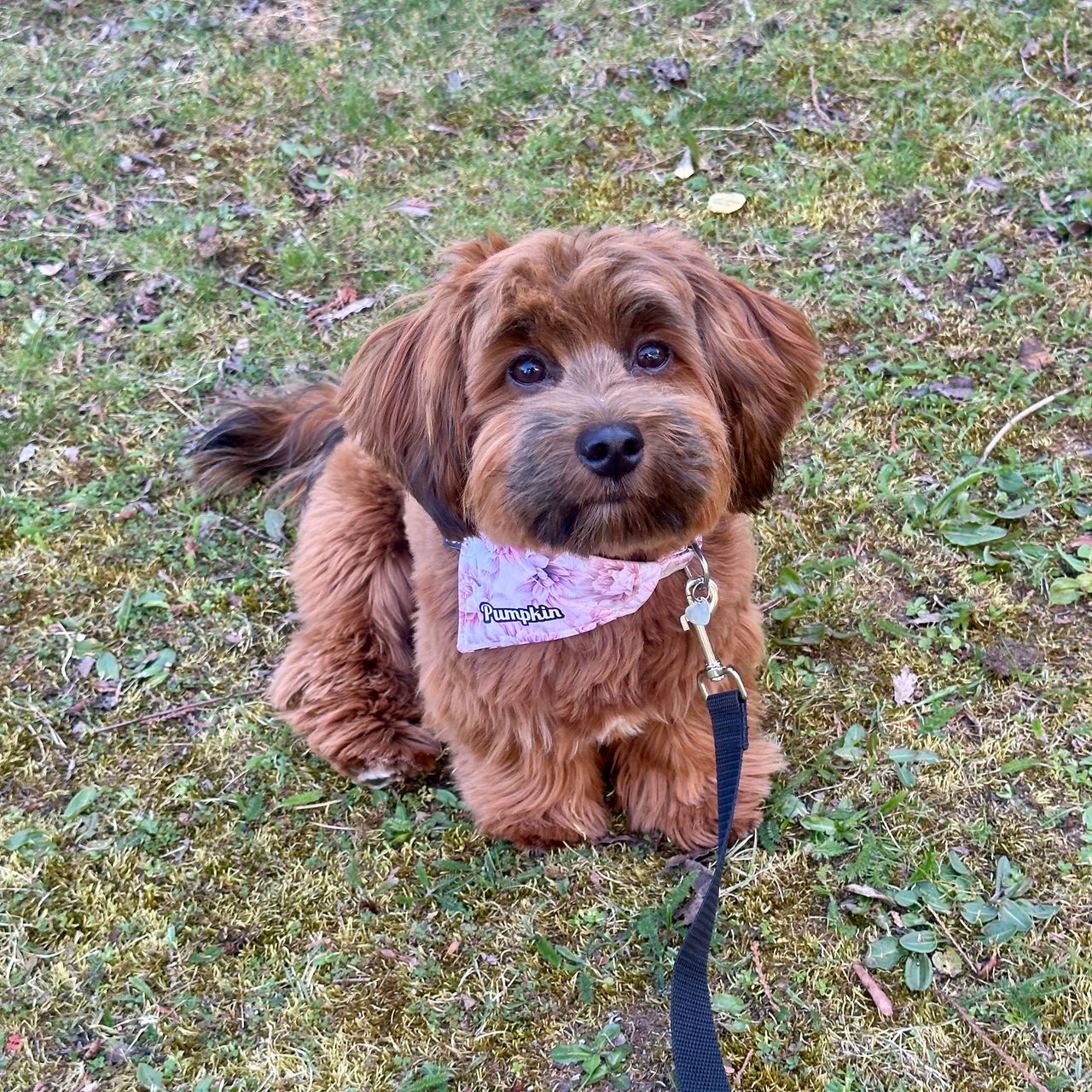 Soutěžní fotografie - Pumpkin,  Havanský psík
