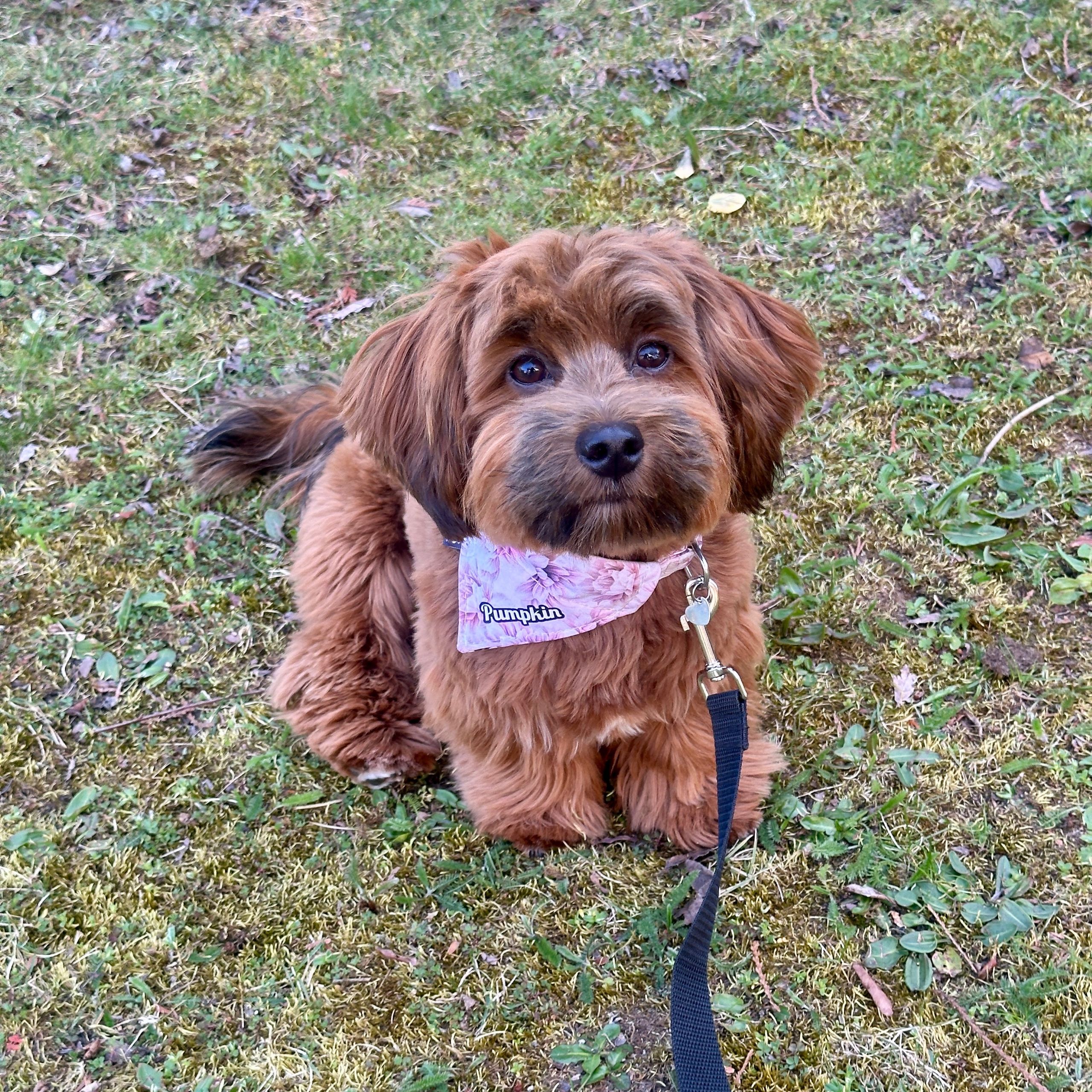 Soutěžní fotografie - Pumpkin,  Havanský psík