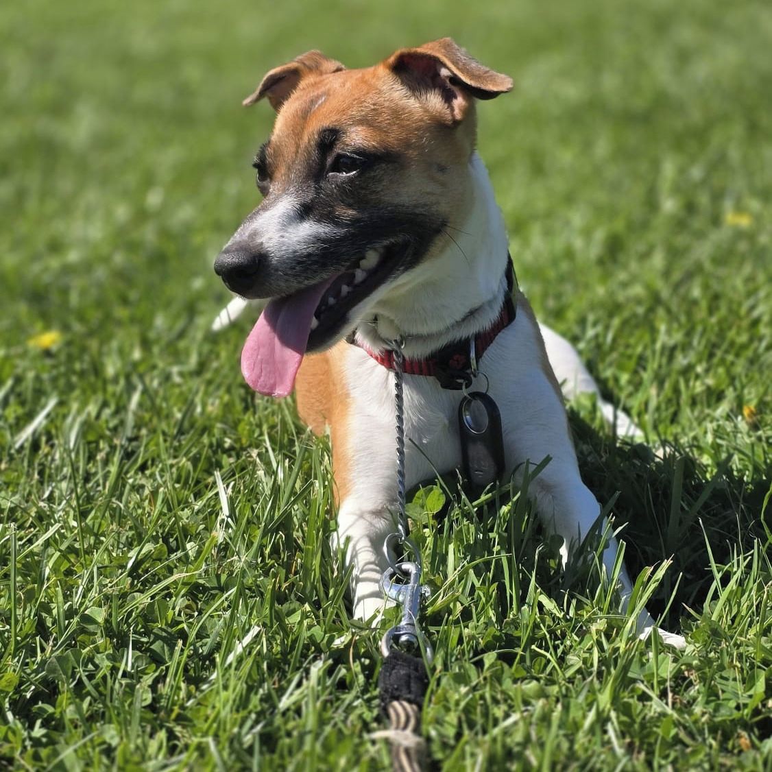 Soutěžní fotografie - Zaruška,  Jack Russell Teriér