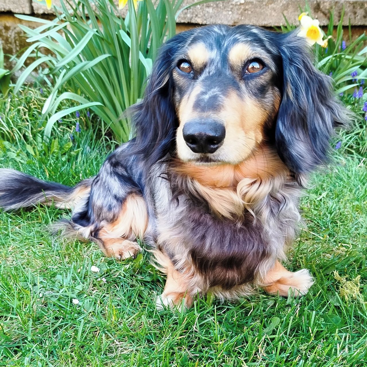 Soutěžní fotografie - Maxík,  Jezevčík