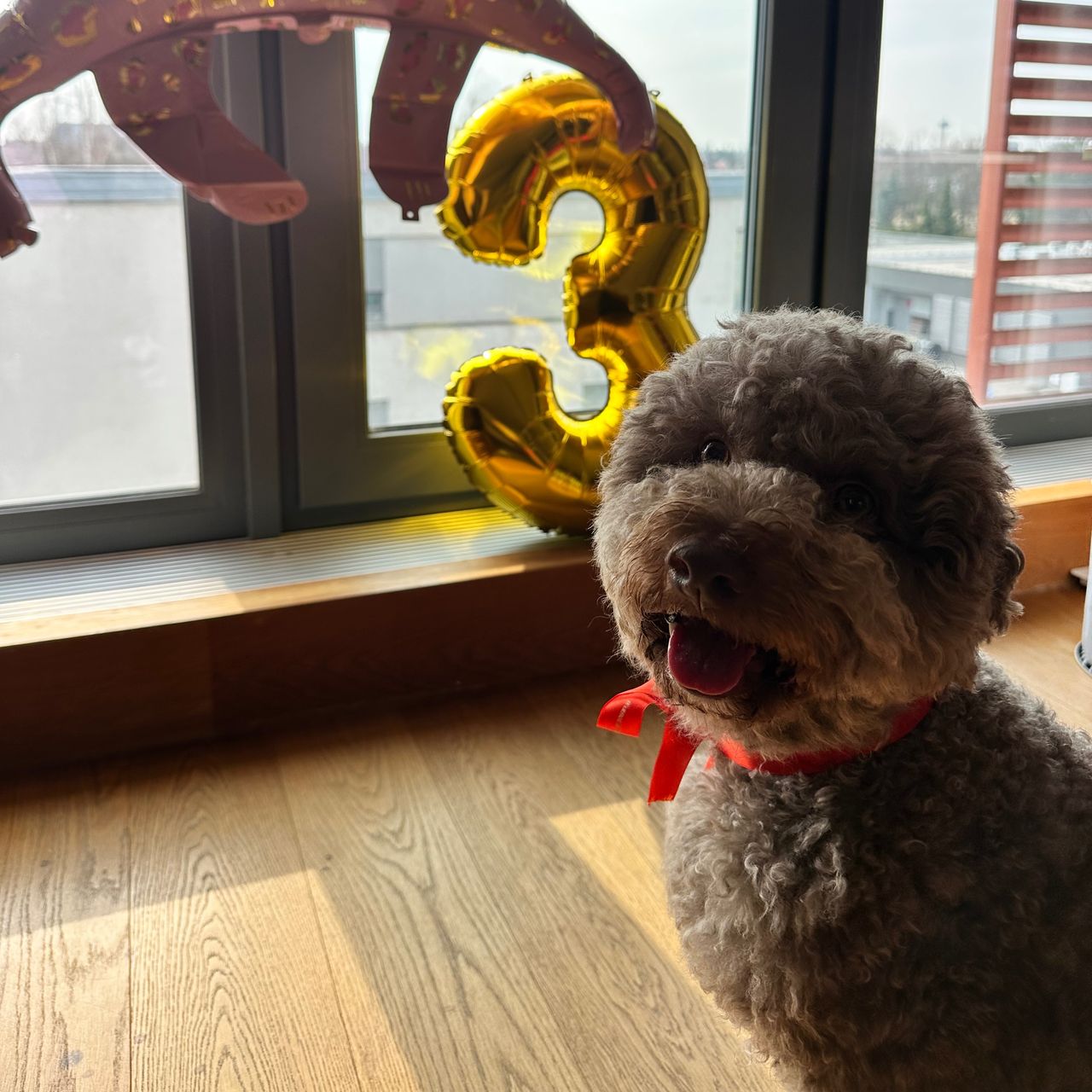 Soutěžní fotografie - Finn,  Lagotto romagnolo
