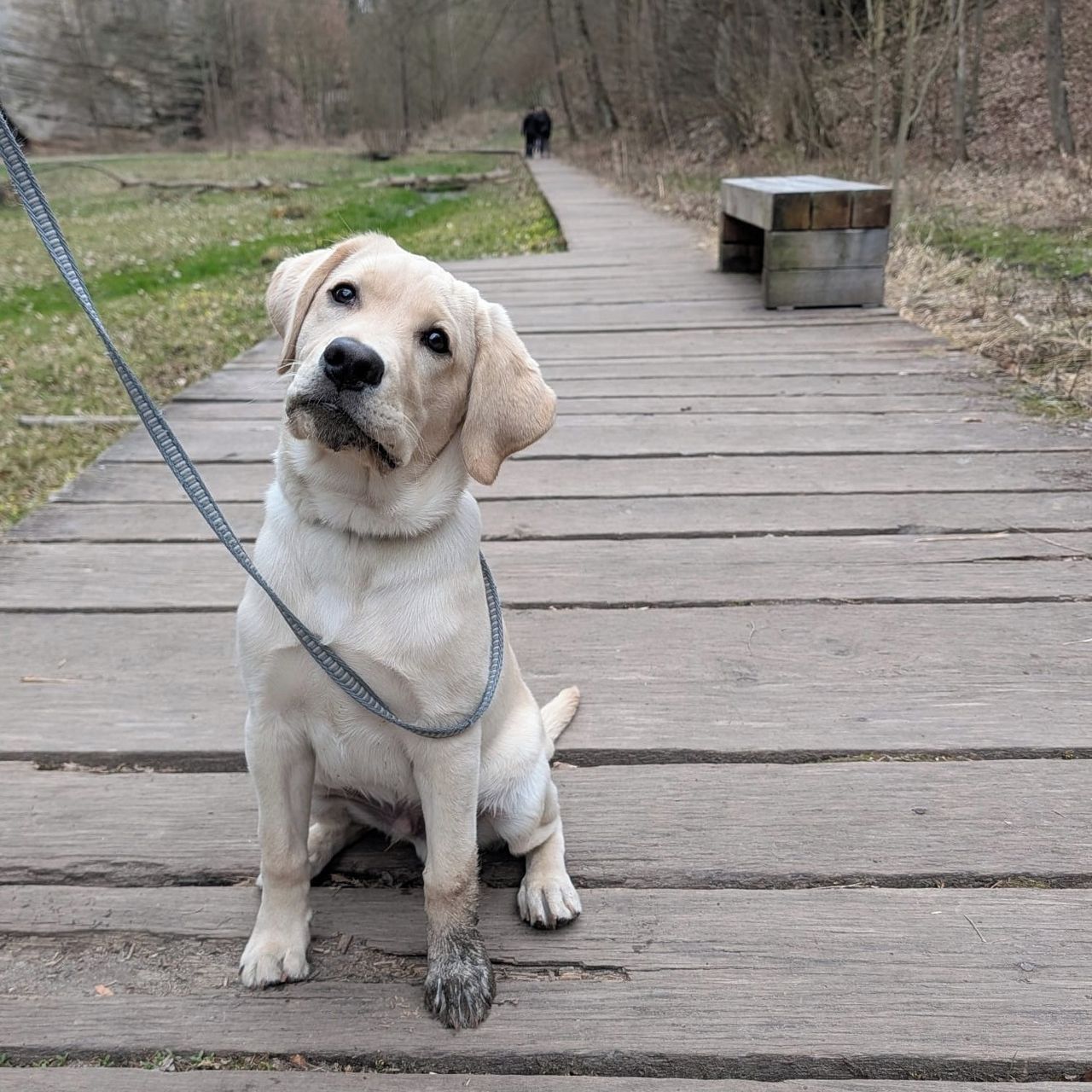 Soutěžní fotografie - Salko,  Labradorský retriever