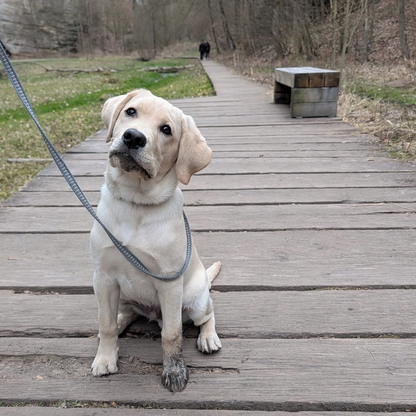 Soutěžní fotografie - Salko,  Labradorský retriever