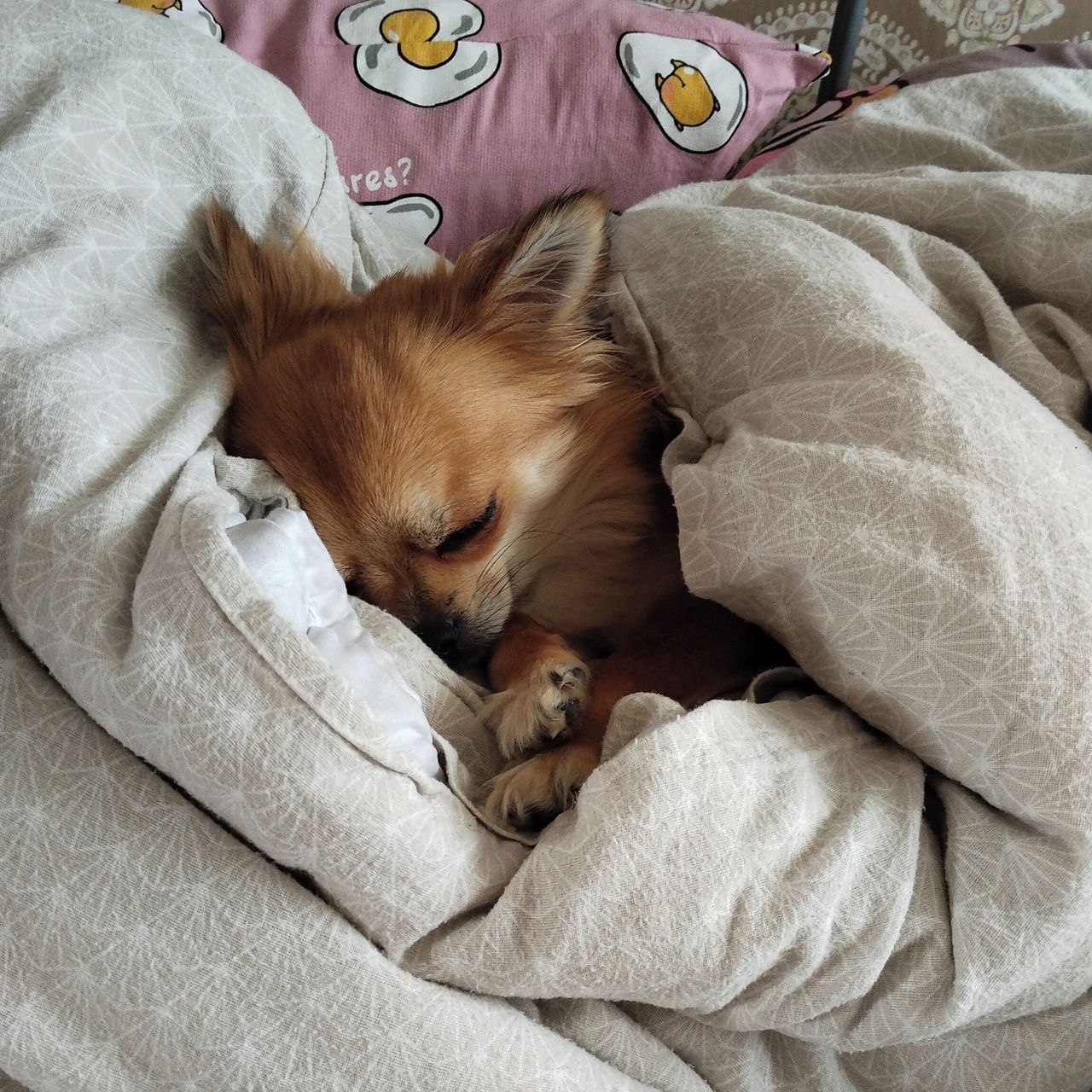 Soutěžní fotografie - Olí,  Čivava