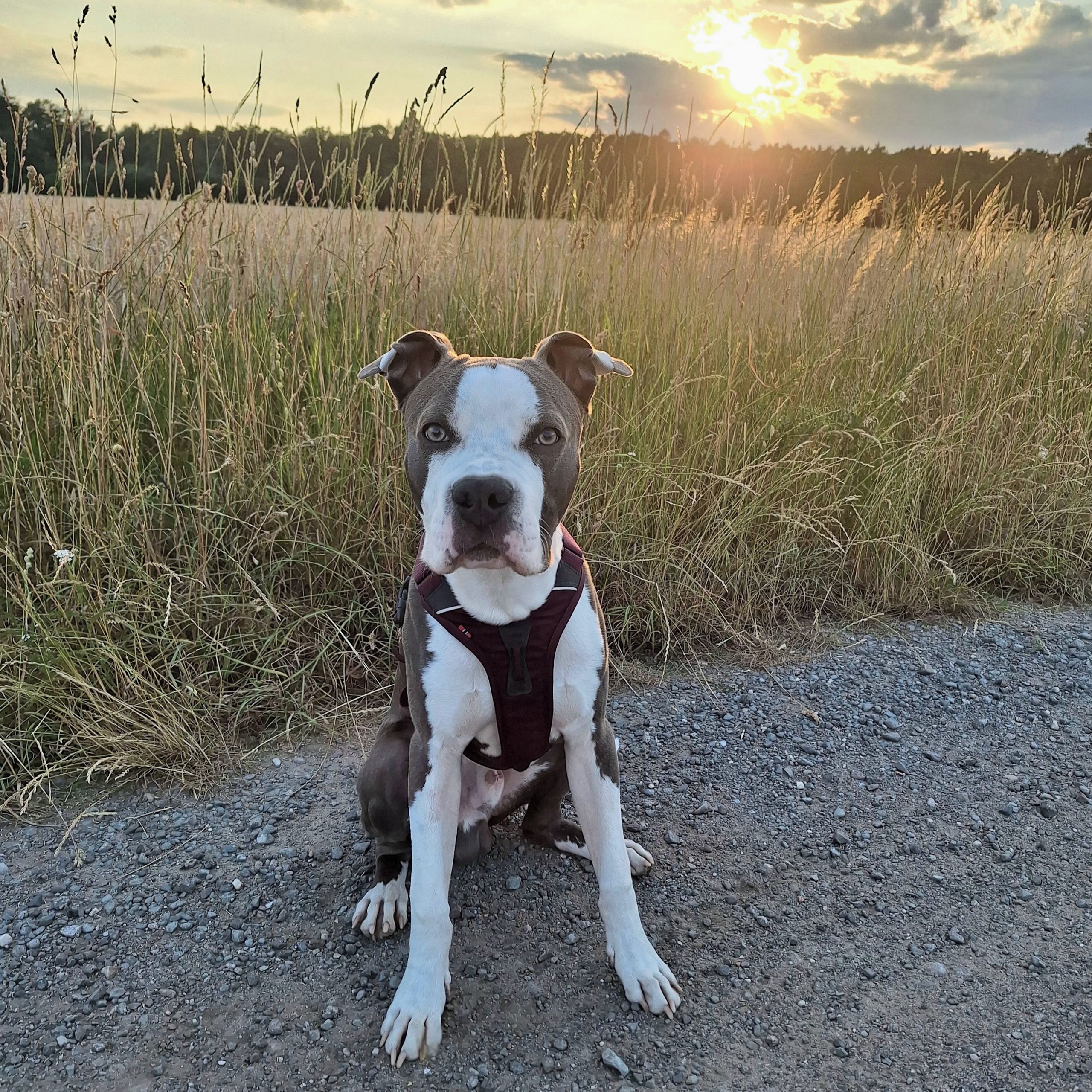 Soutěžní fotografie - Cassian,  Americký stafordširský terier