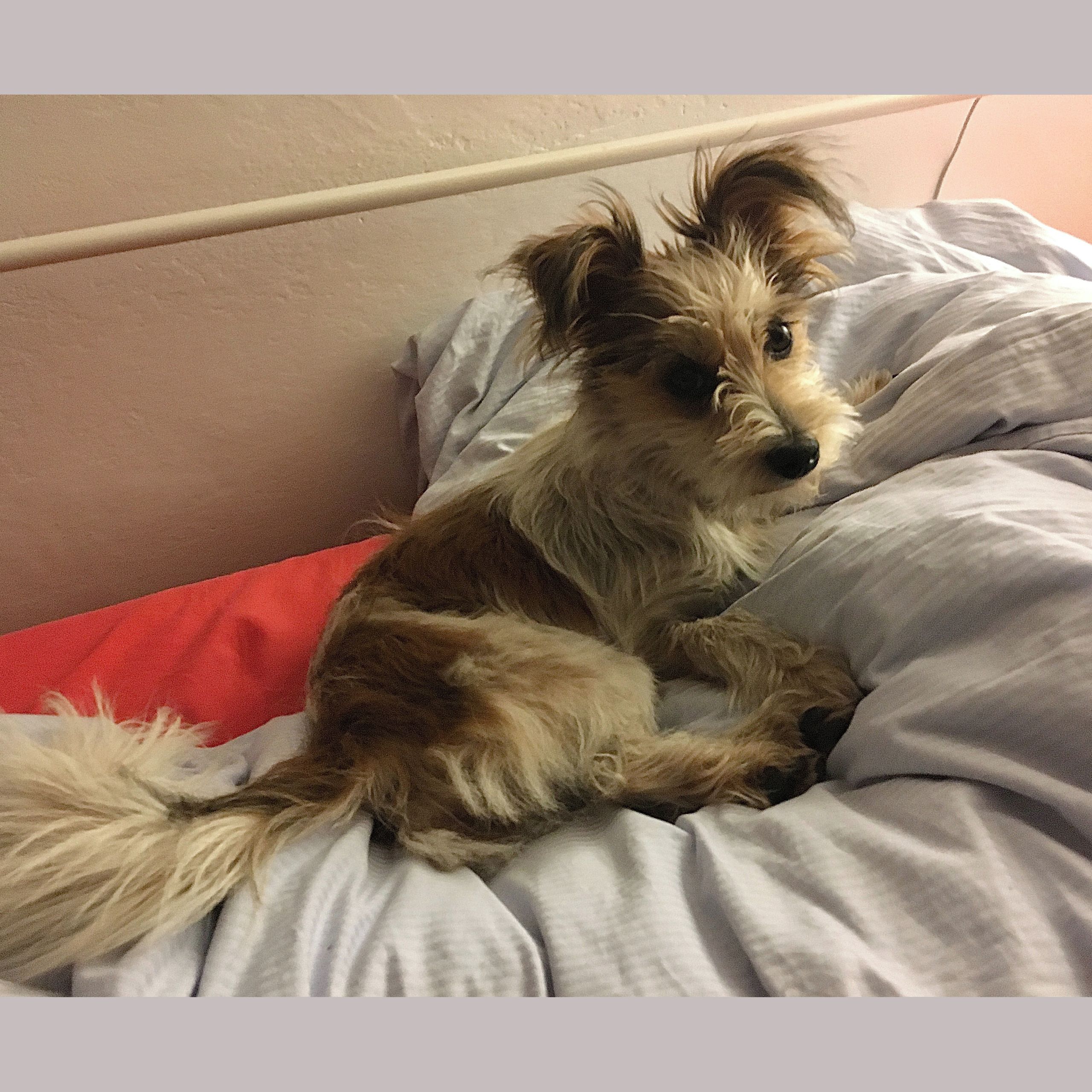 Soutěžní fotografie - Tonička,  Ostatní