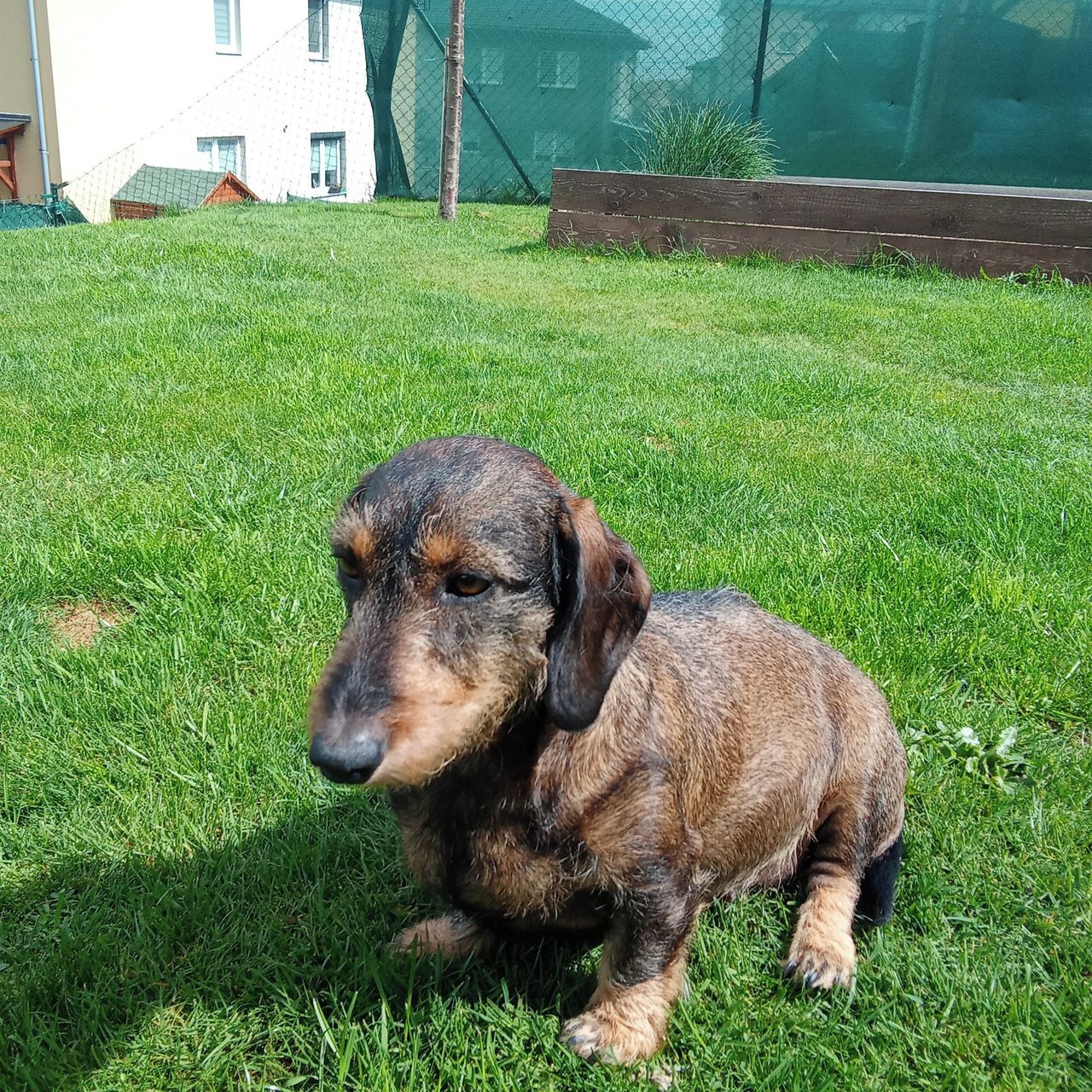 Soutěžní fotografie - Mia,  Jezevčík