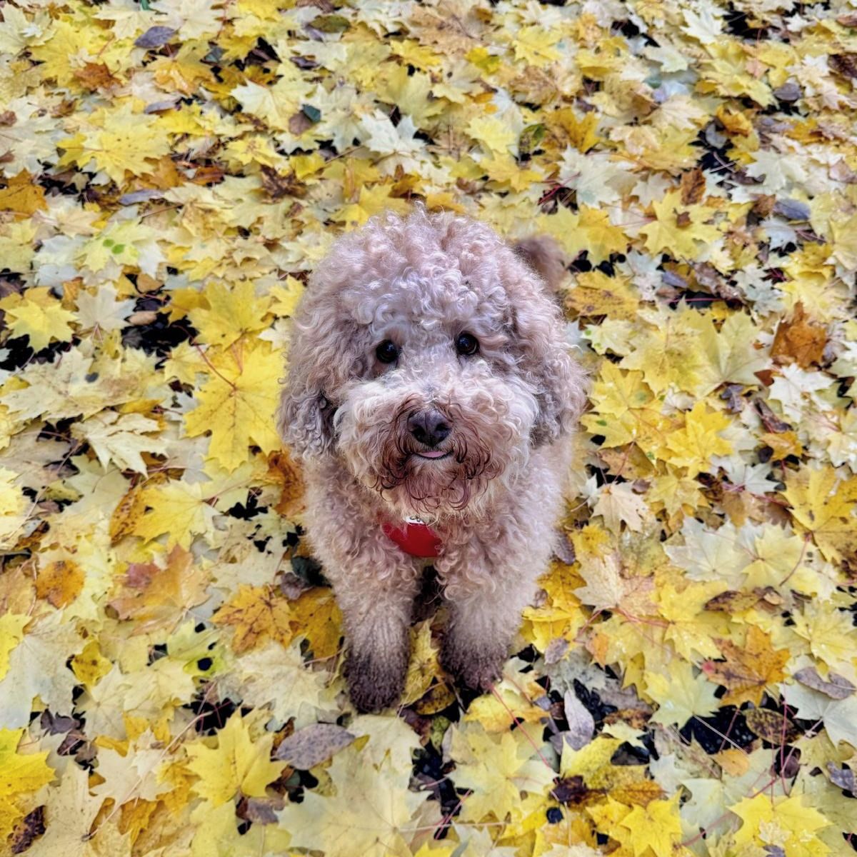 Soutěžní fotografie - Pivo,  Pudl