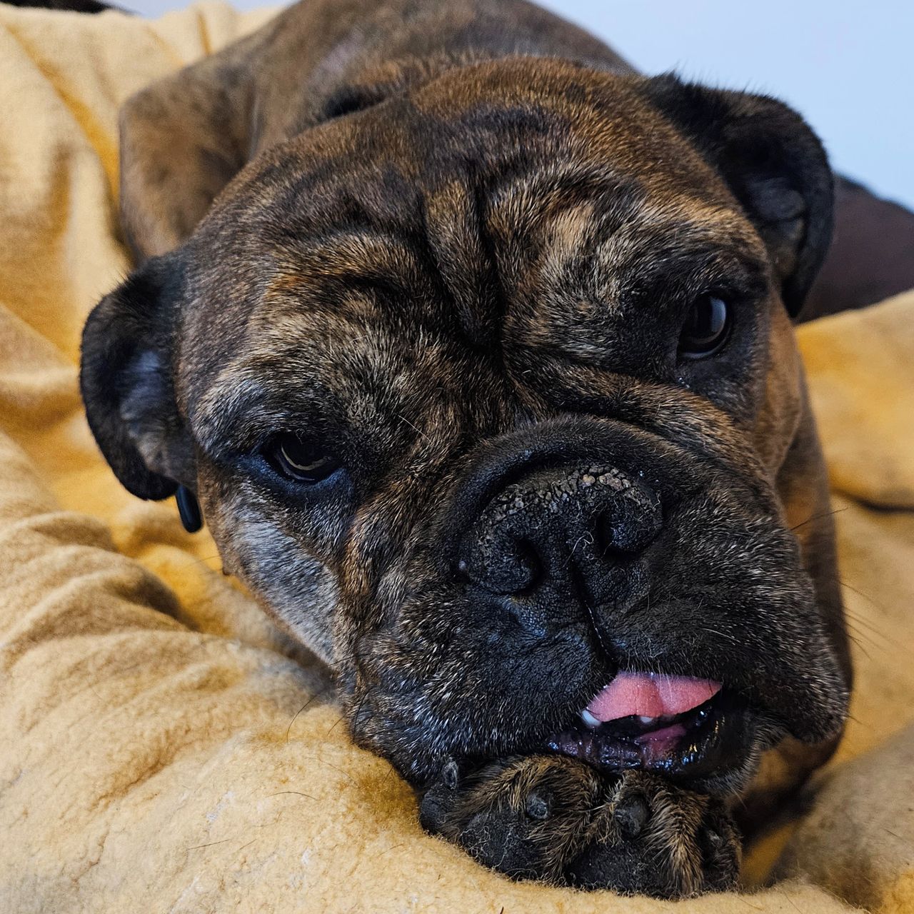 Soutěžní fotografie - Ema,  Kontinentální buldok