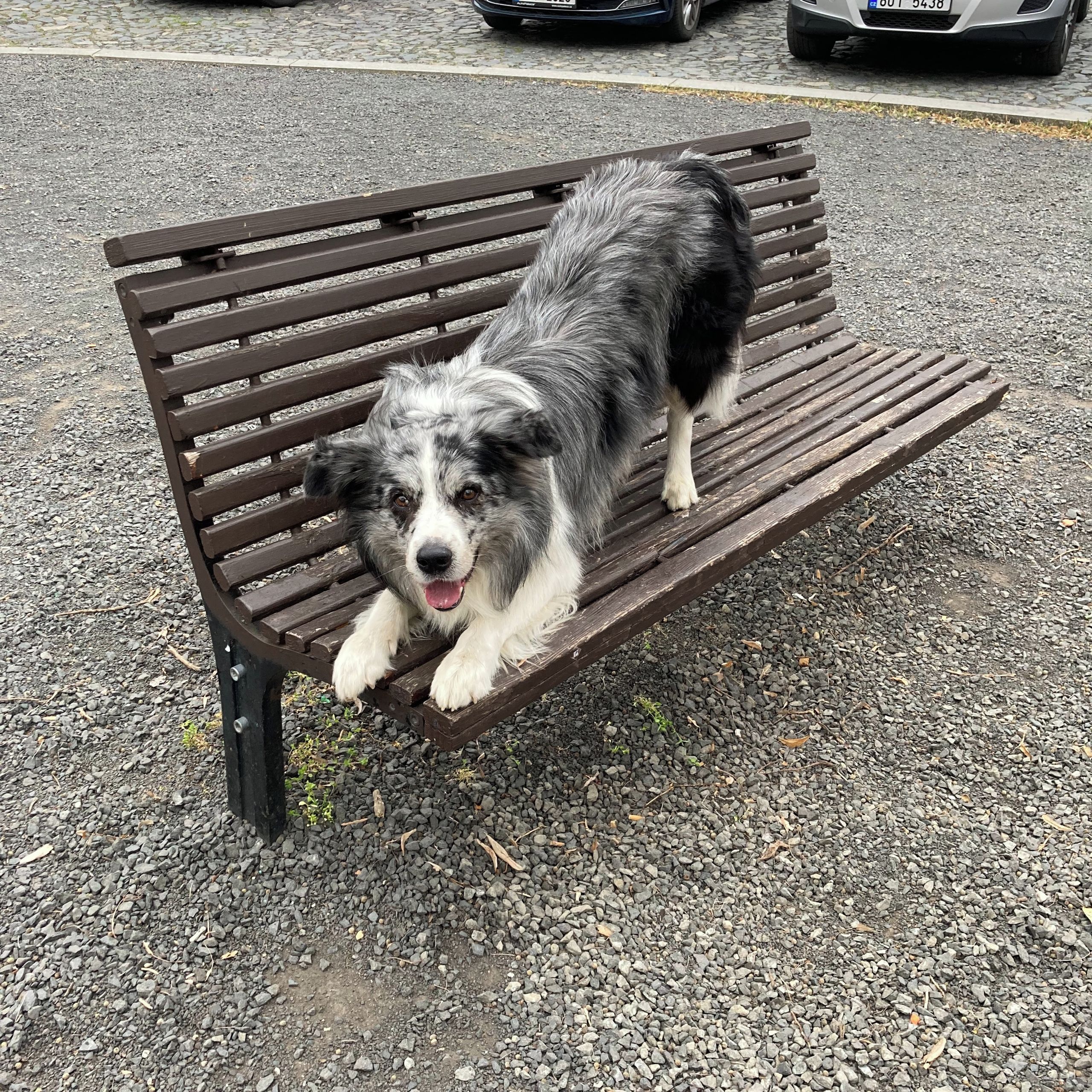 Soutěžní fotografie - Monty,  Border kolie