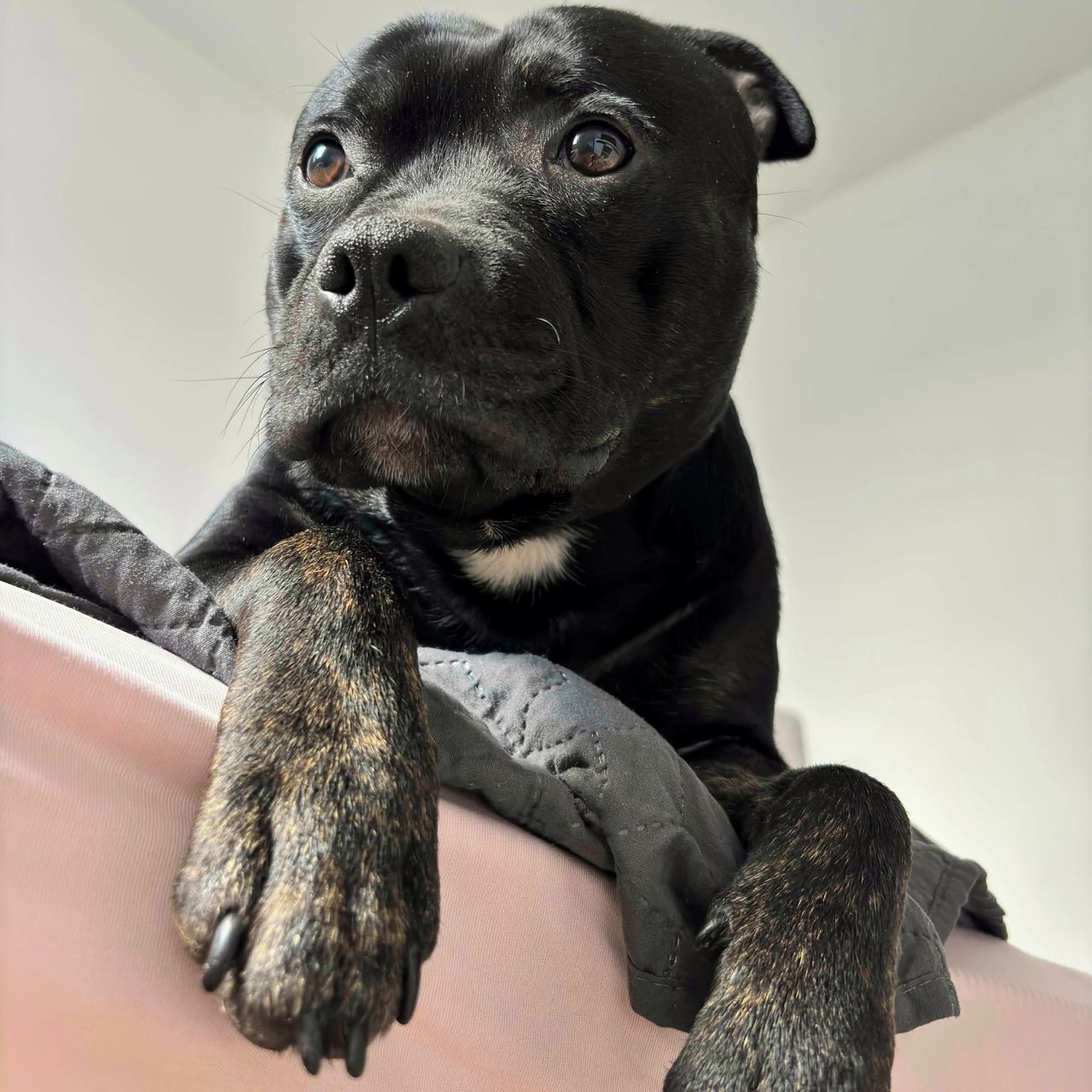 Soutěžní fotografie - Fredík,  Stafordšírský bullterier