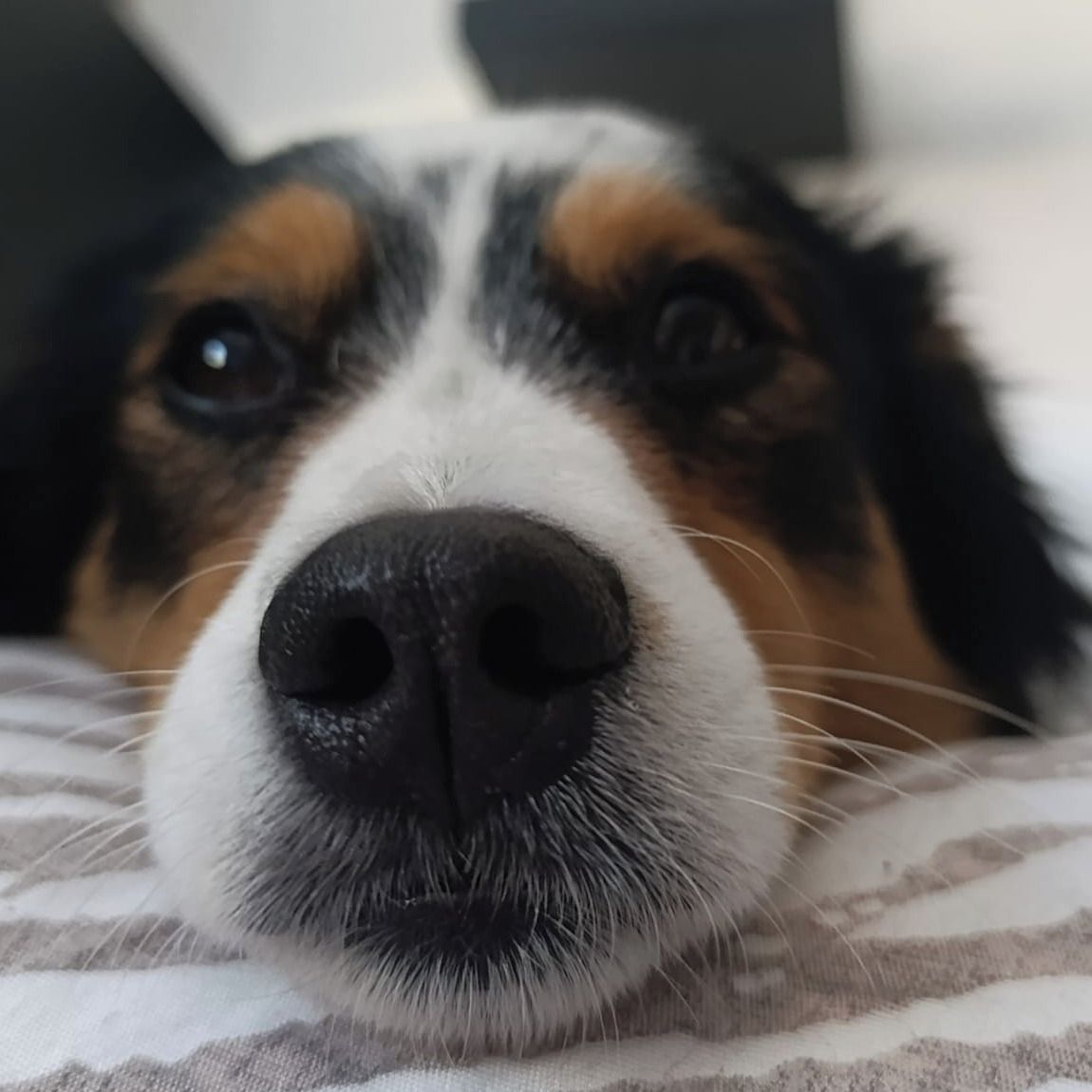 Soutěžní fotografie - Arya,  Ostatní