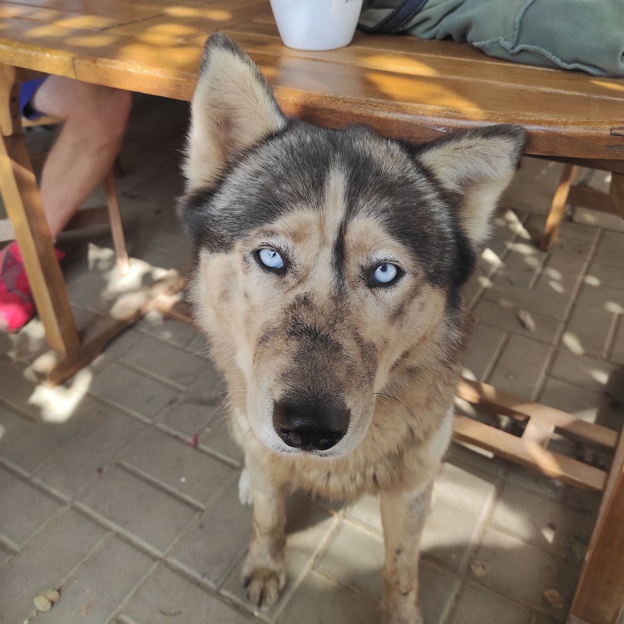 Soutěžní fotografie - Sára,  Sibiřský husky