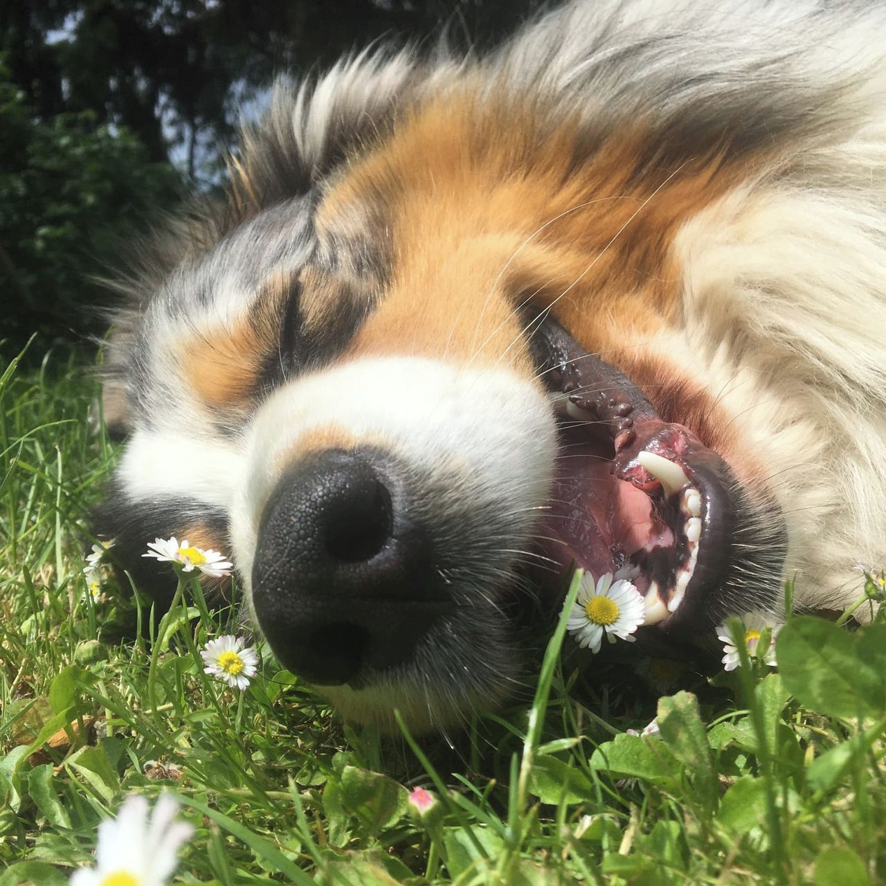 Soutěžní fotografie - Theodor,  Australský ovčák