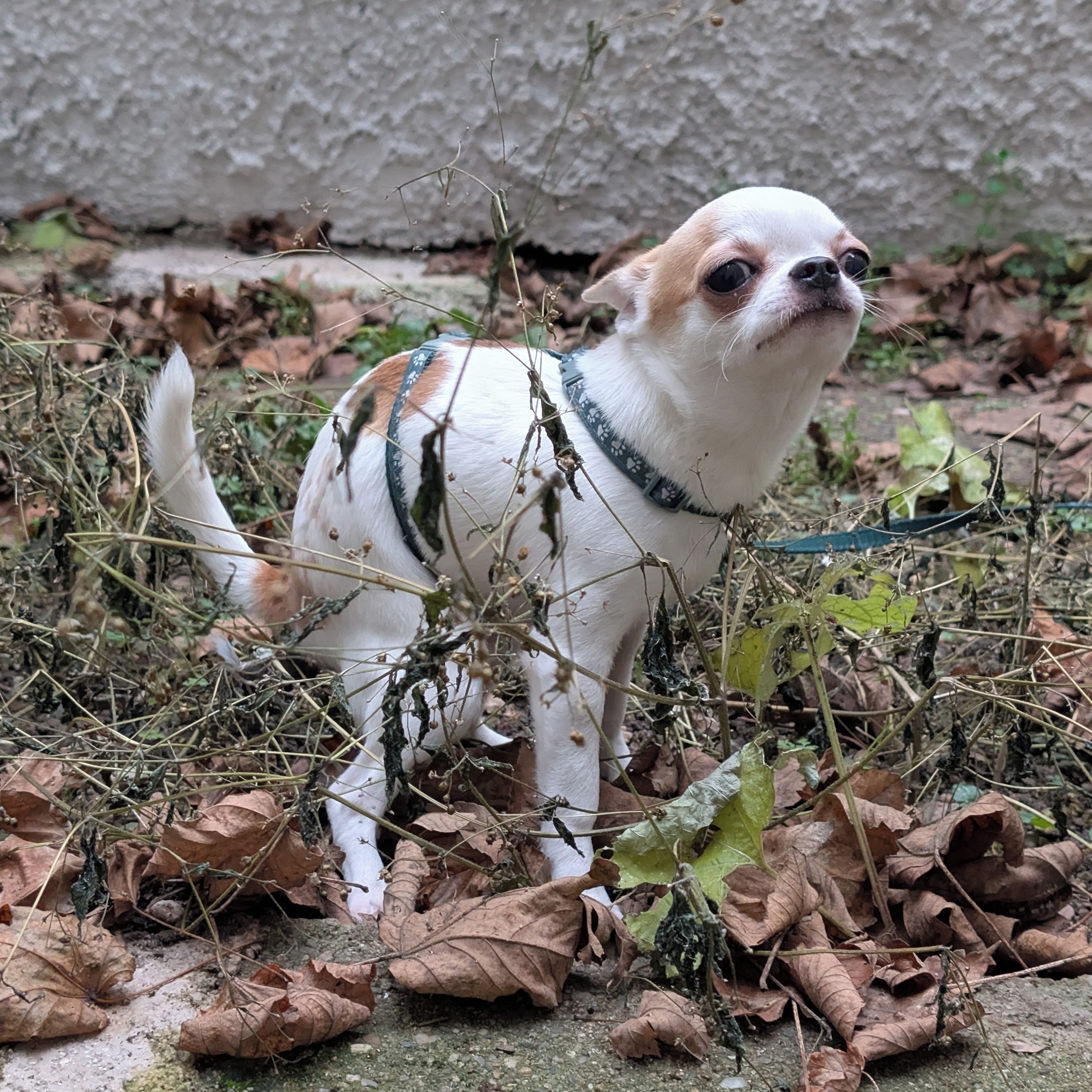 Soutěžní fotografie - Fík,  Čivava krátkosrstá