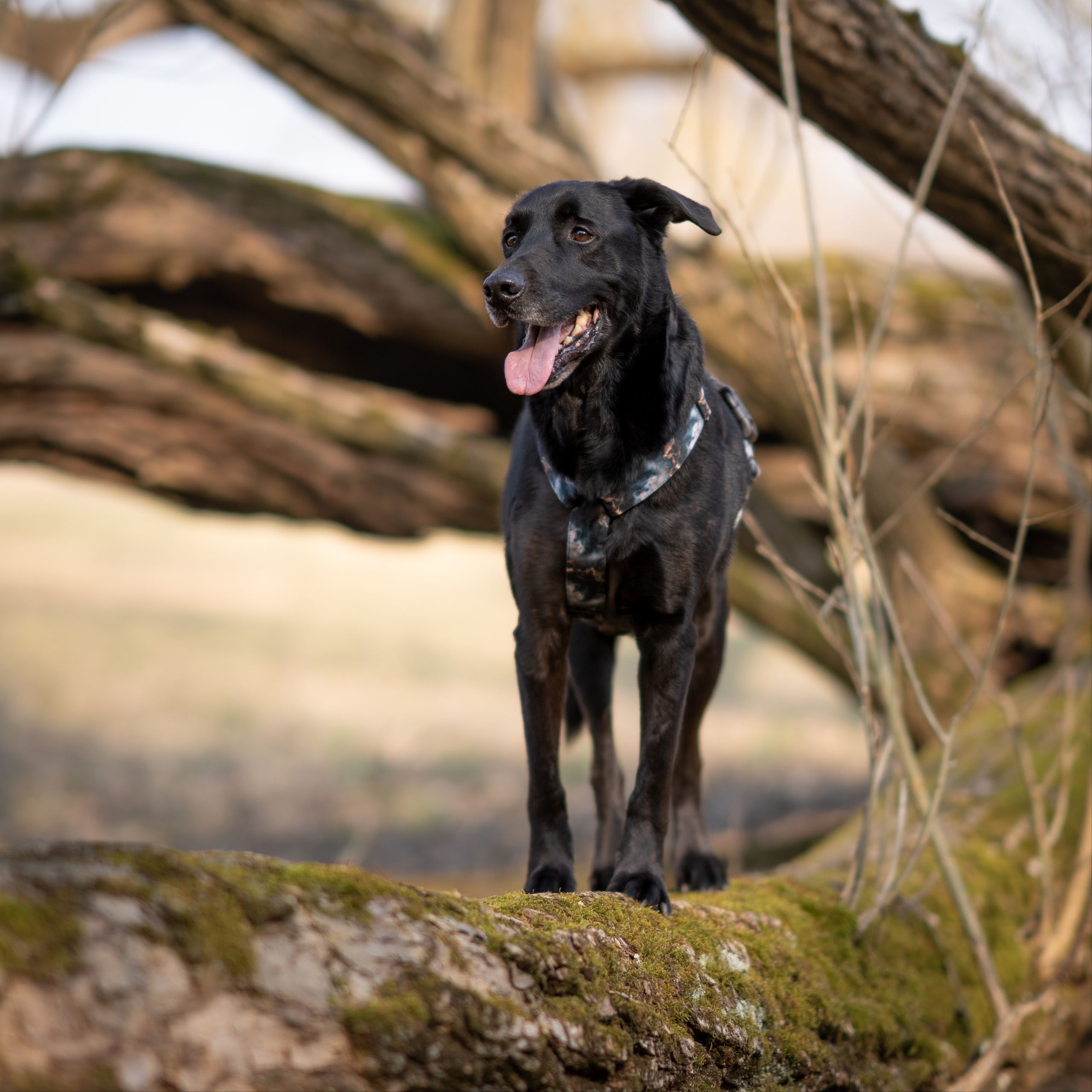 Soutěžní fotografie - Orin,  Ostatní
