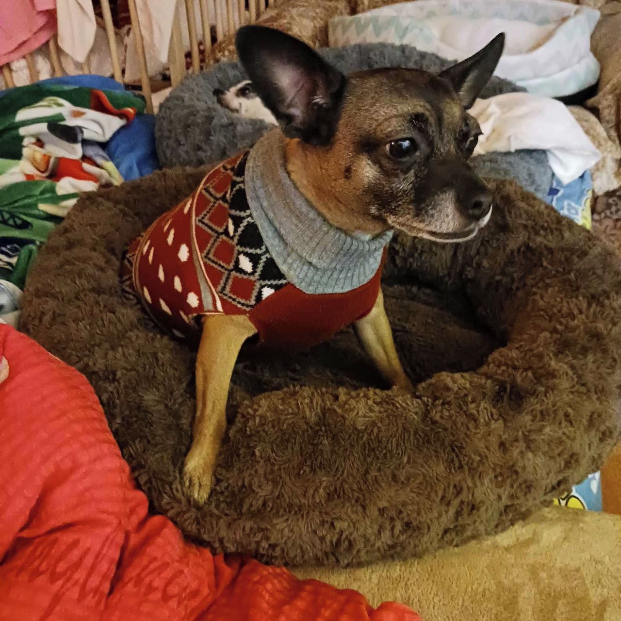 Soutěžní fotografie - Lilinka,  Ostatní