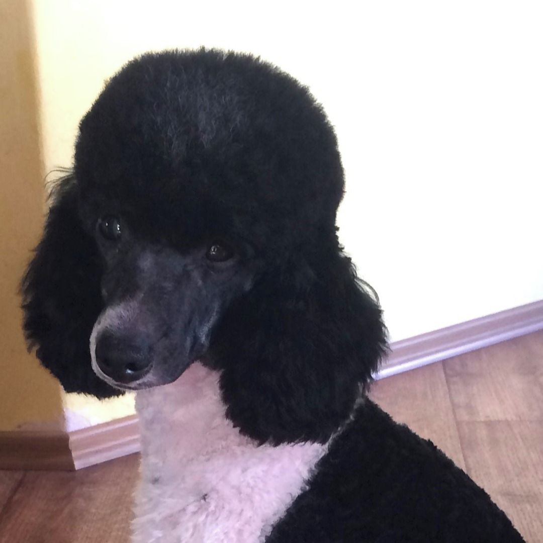 Soutěžní fotografie - Chriss,  Pudl