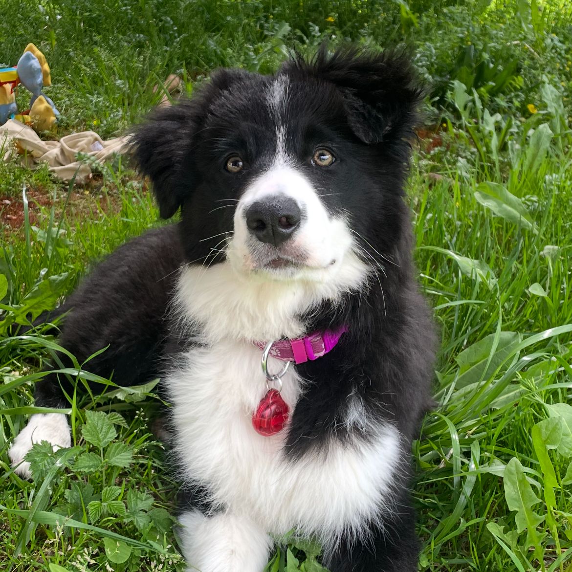 Soutěžní fotografie - Amy,  Border kolie