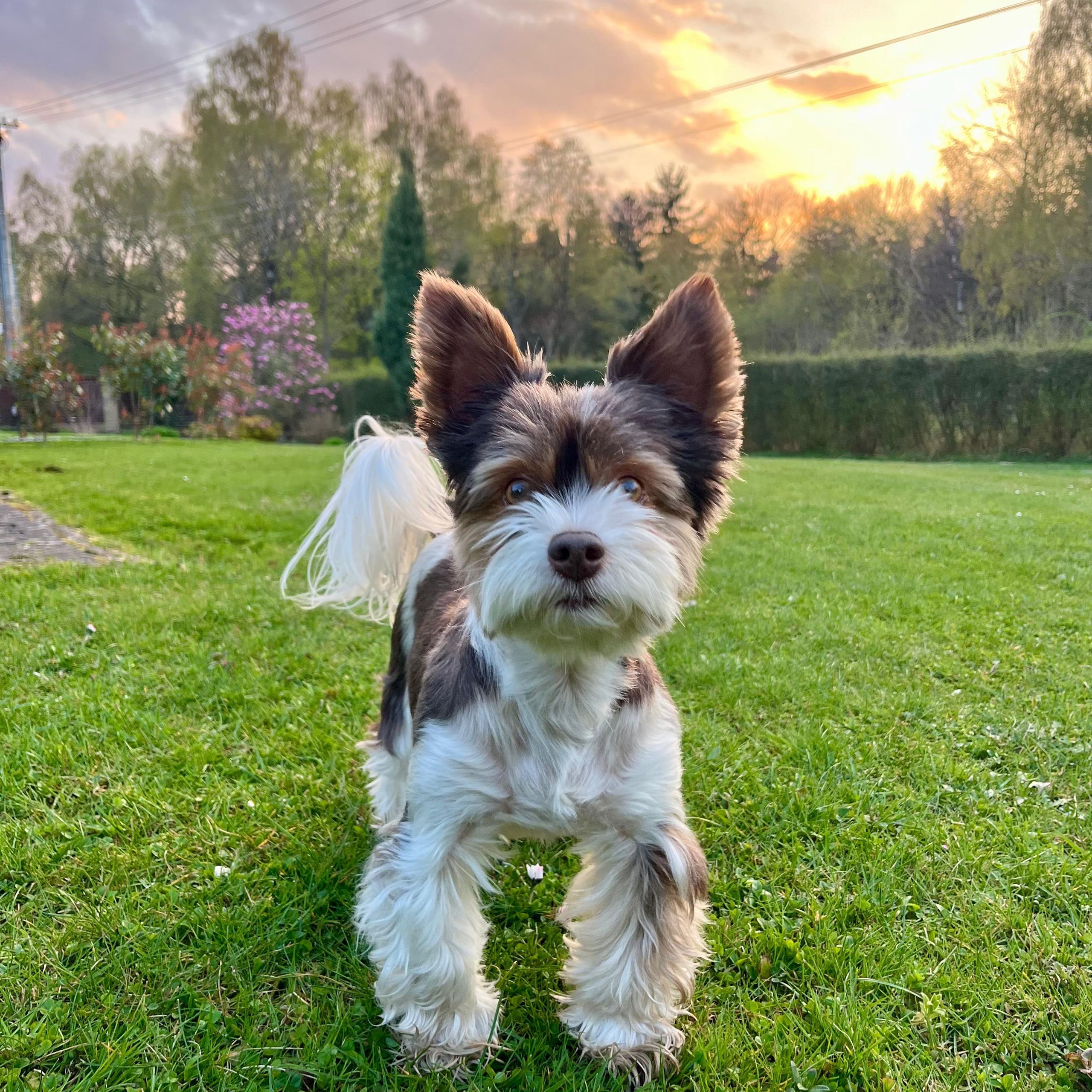 Soutěžní fotografie - Biro,  Yorkšírský terier