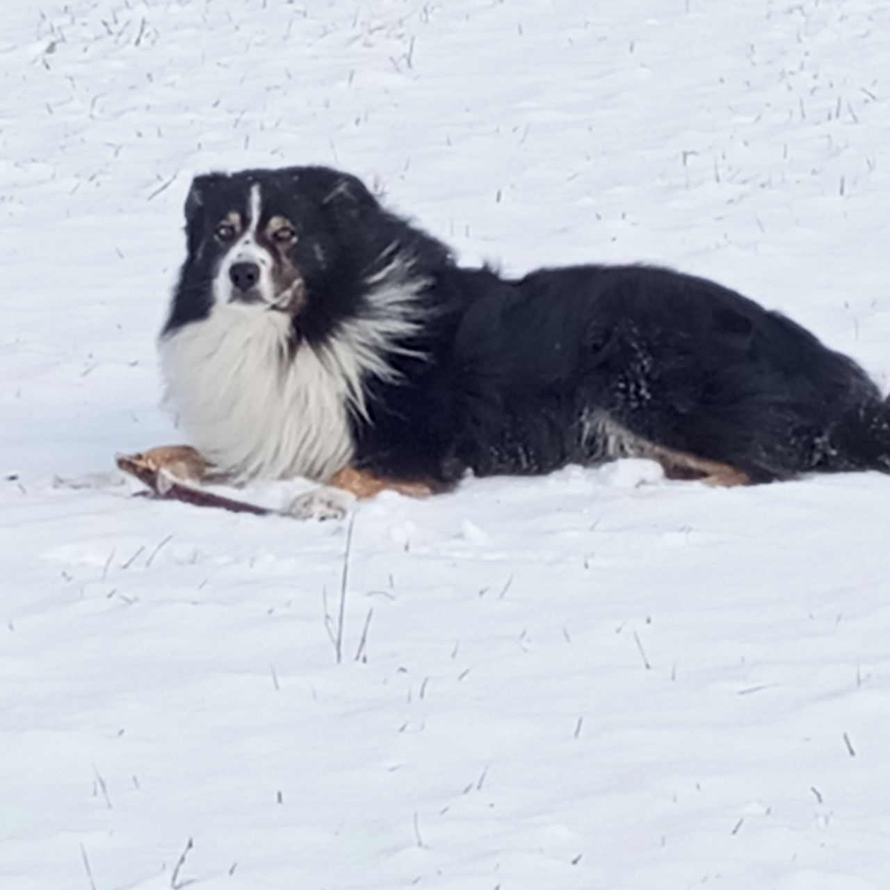 Soutěžní fotografie - Čenda,  Bearded kolie