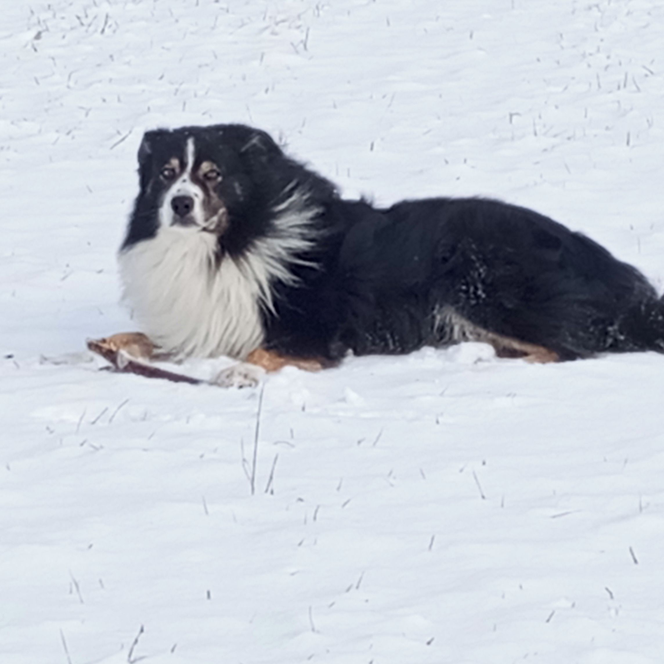 Soutěžní fotografie - Čenda,  Bearded kolie