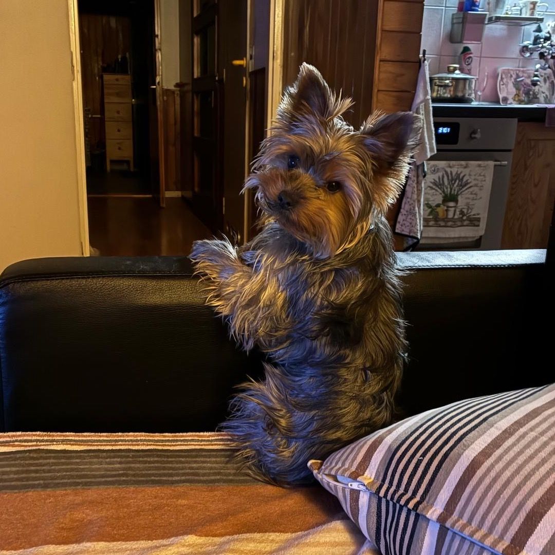 Soutěžní fotografie - Bodie,  Yorkšírský terier