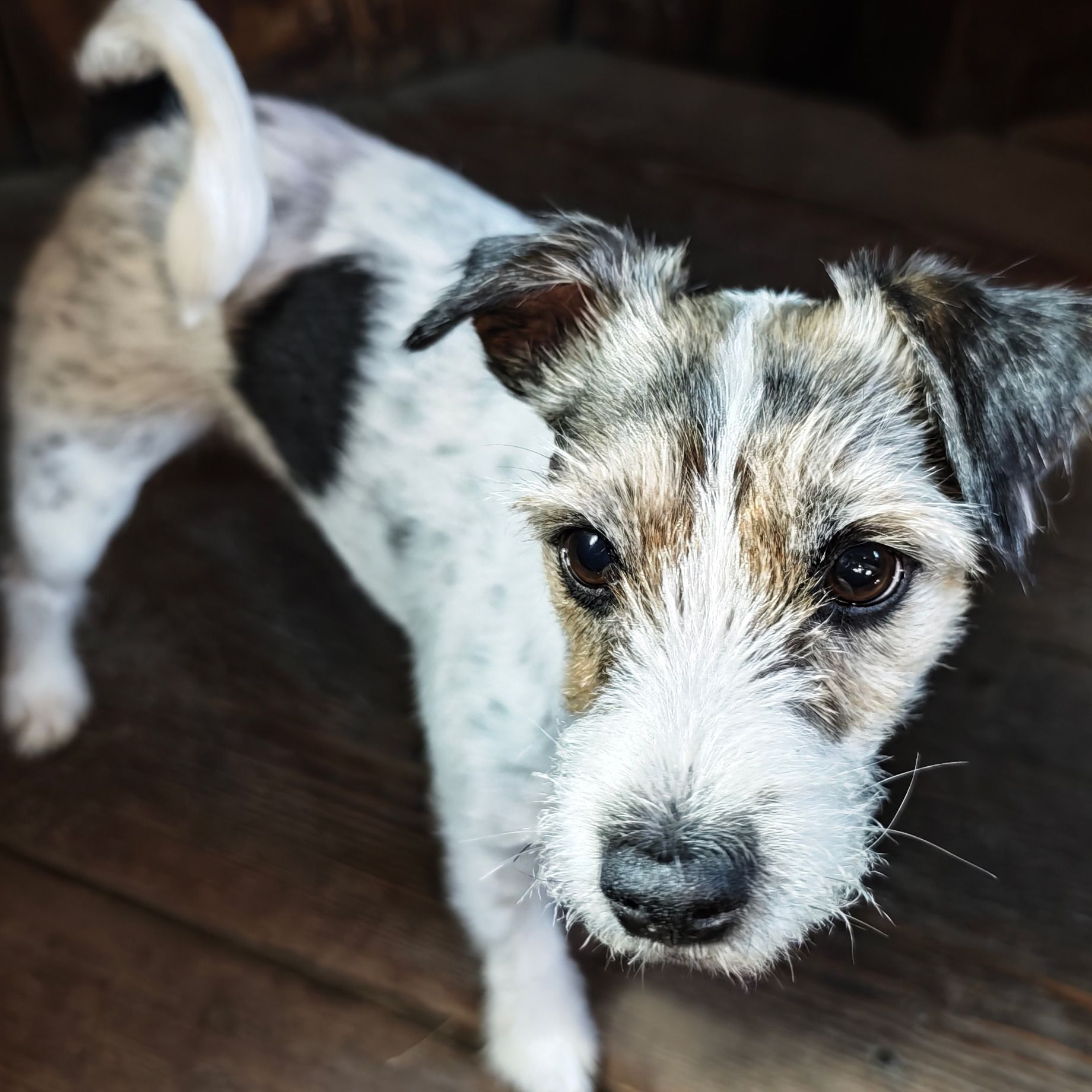 Soutěžní fotografie - Matylda,  Parson Russell Teriér