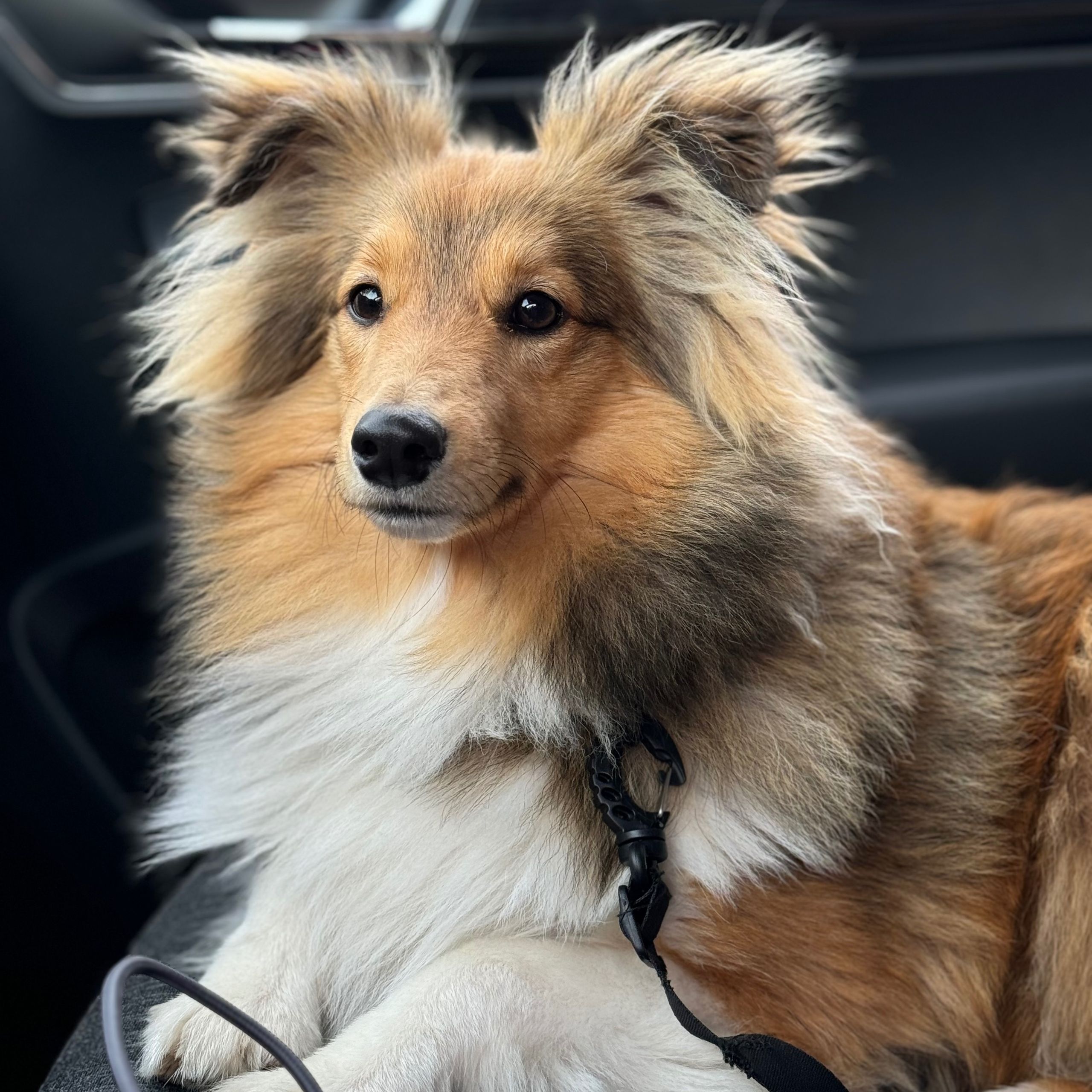 Soutěžní fotografie - Max,  Sheltie