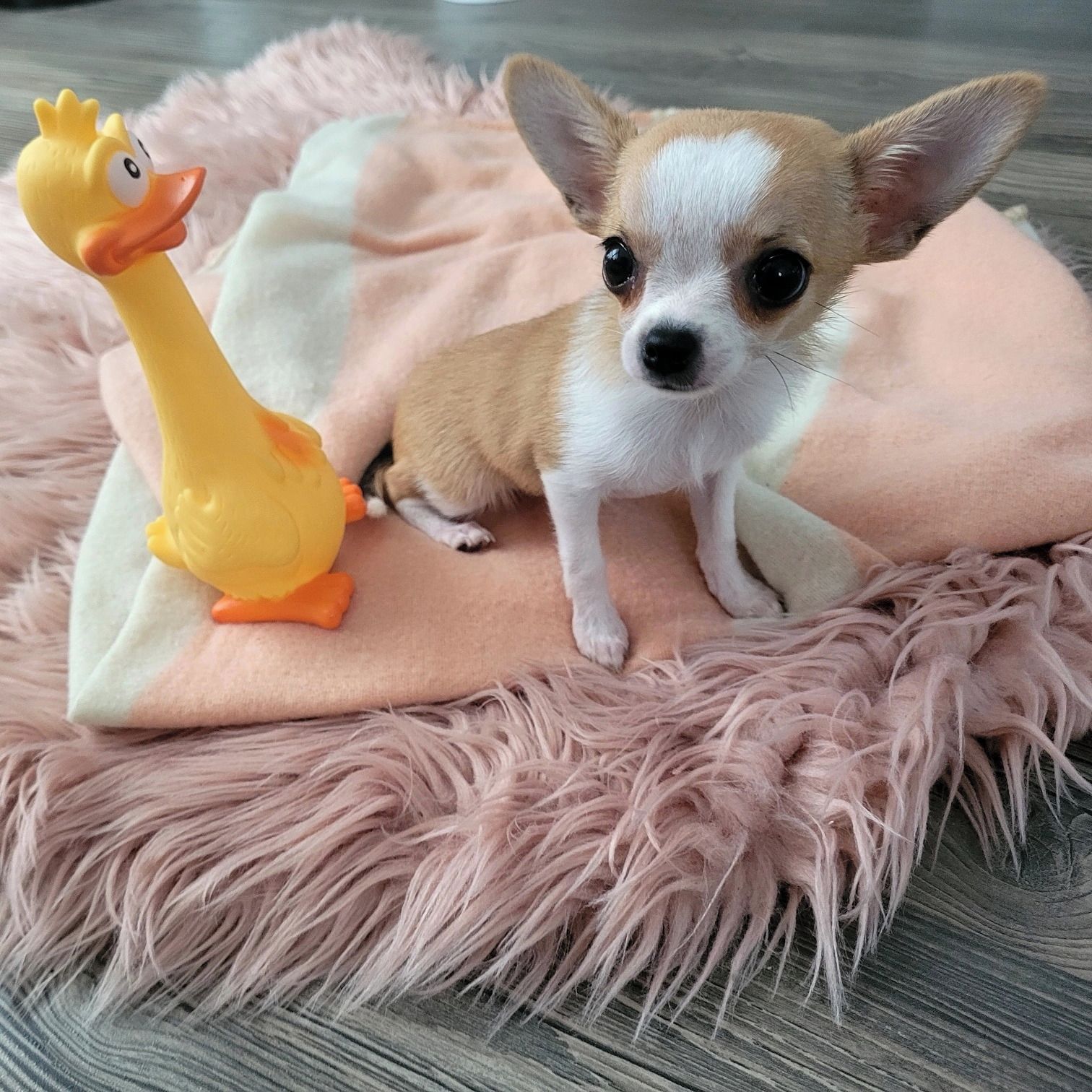 Soutěžní fotografie - Chanel,  Čivava