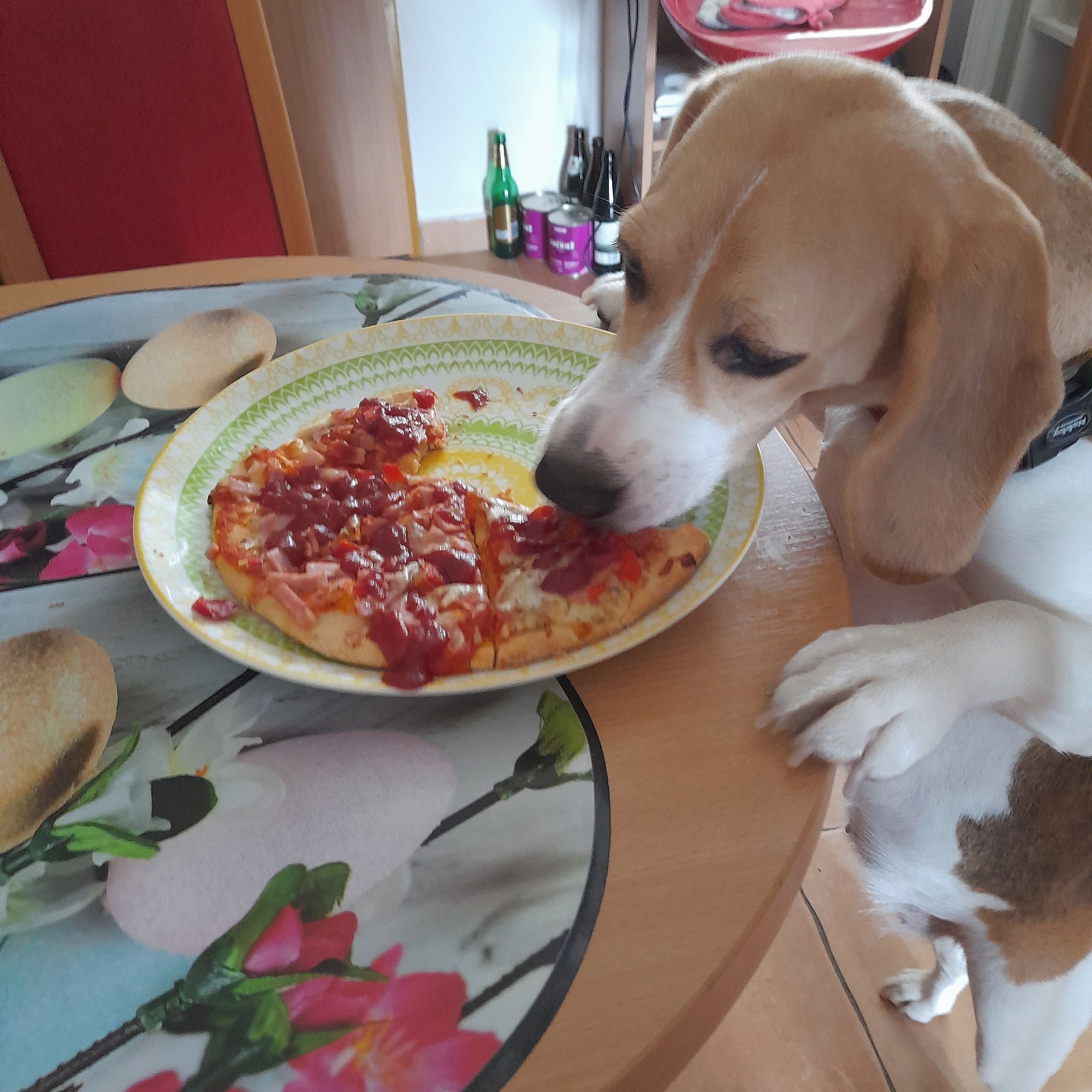 Soutěžní fotografie - Bella,  Beagle