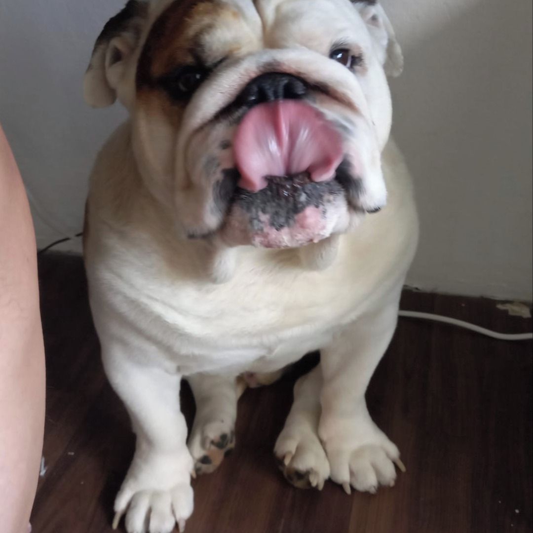 Soutěžní fotografie - Standa,  Anglický buldok