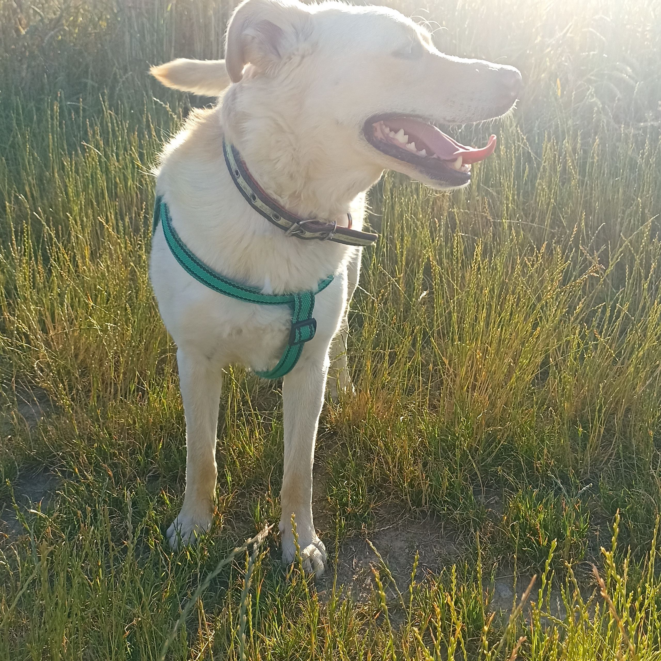 Soutěžní fotografie - Bela,  Ostatní