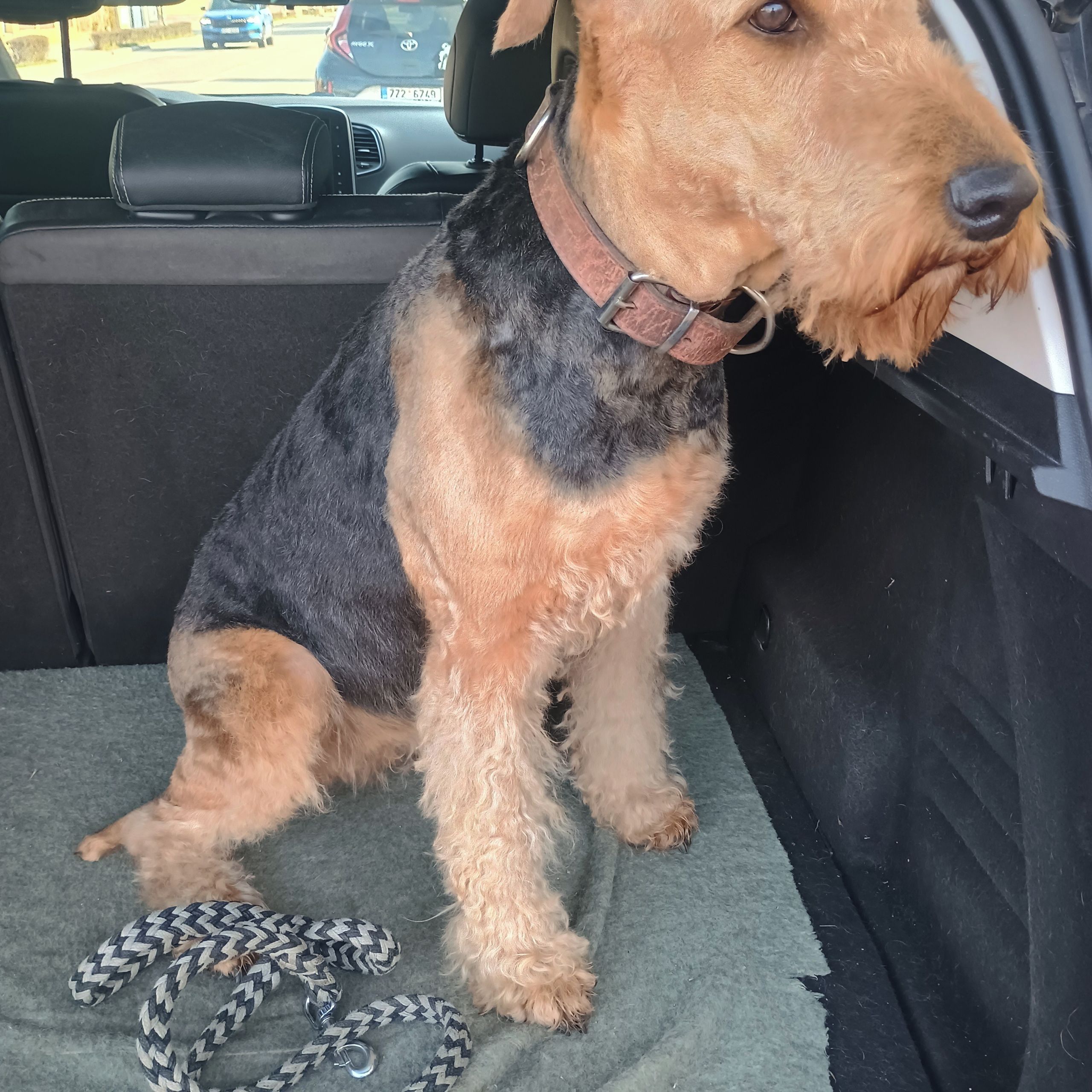 Soutěžní fotografie - Viktorka,  Airedale terier