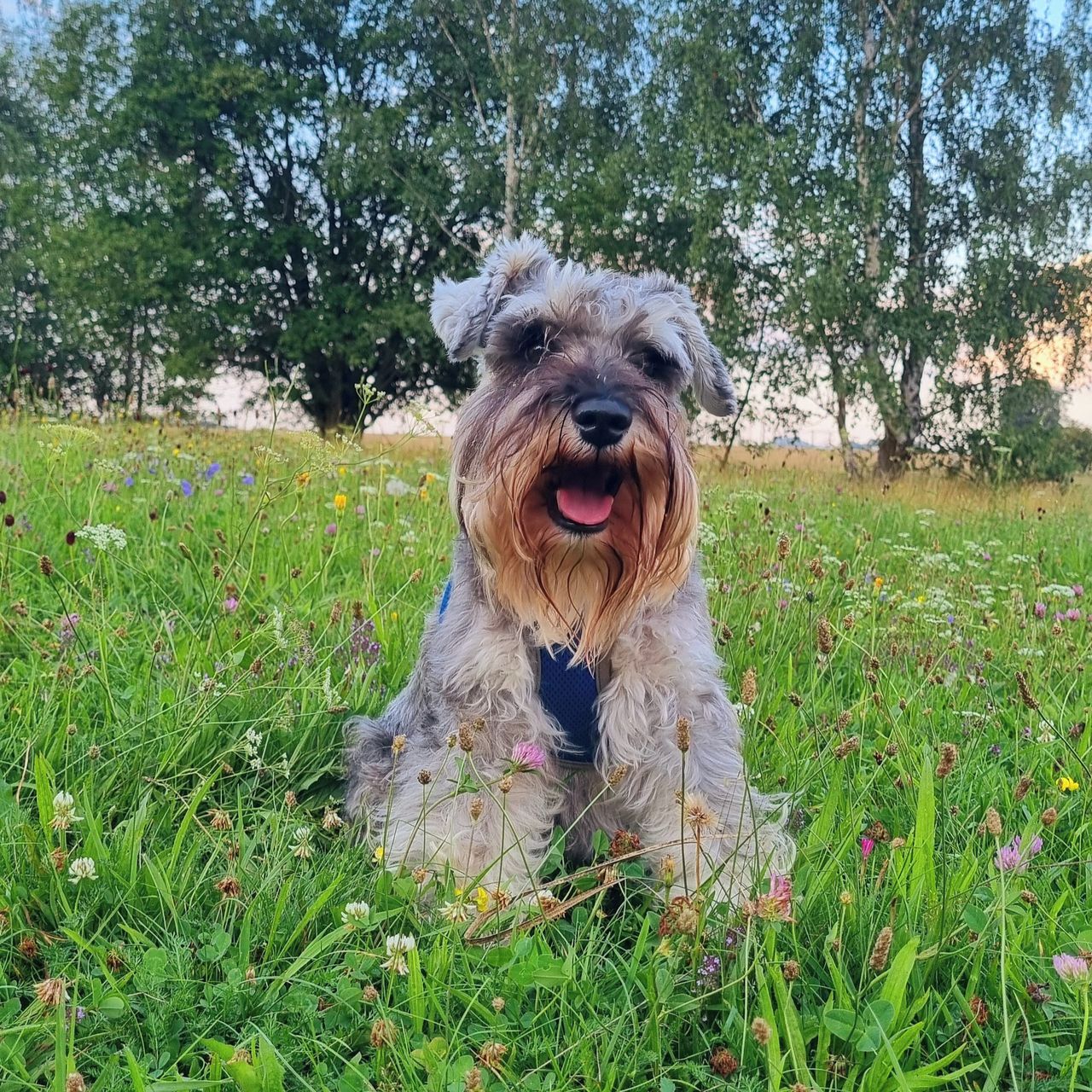 Soutěžní fotografie - Eco,  Knírač malý