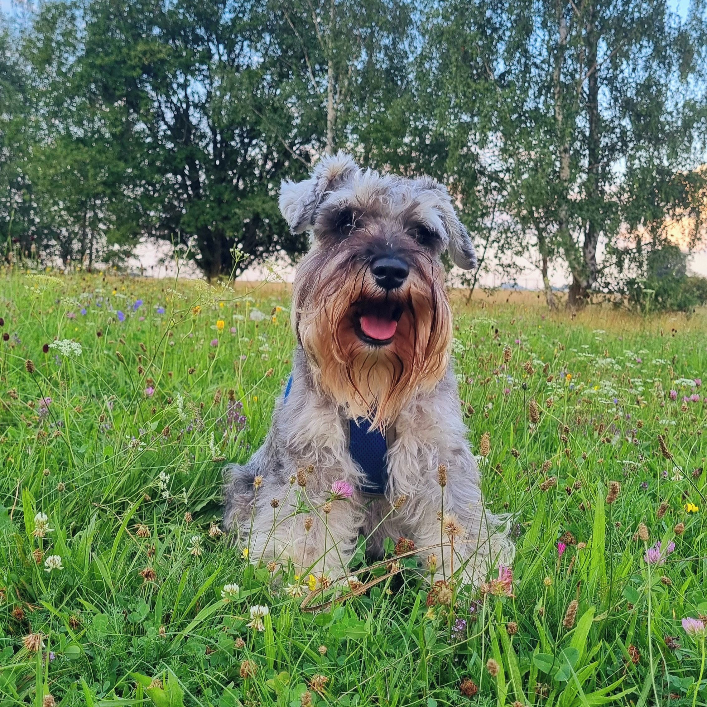 Soutěžní fotografie - Eco,  Knírač malý