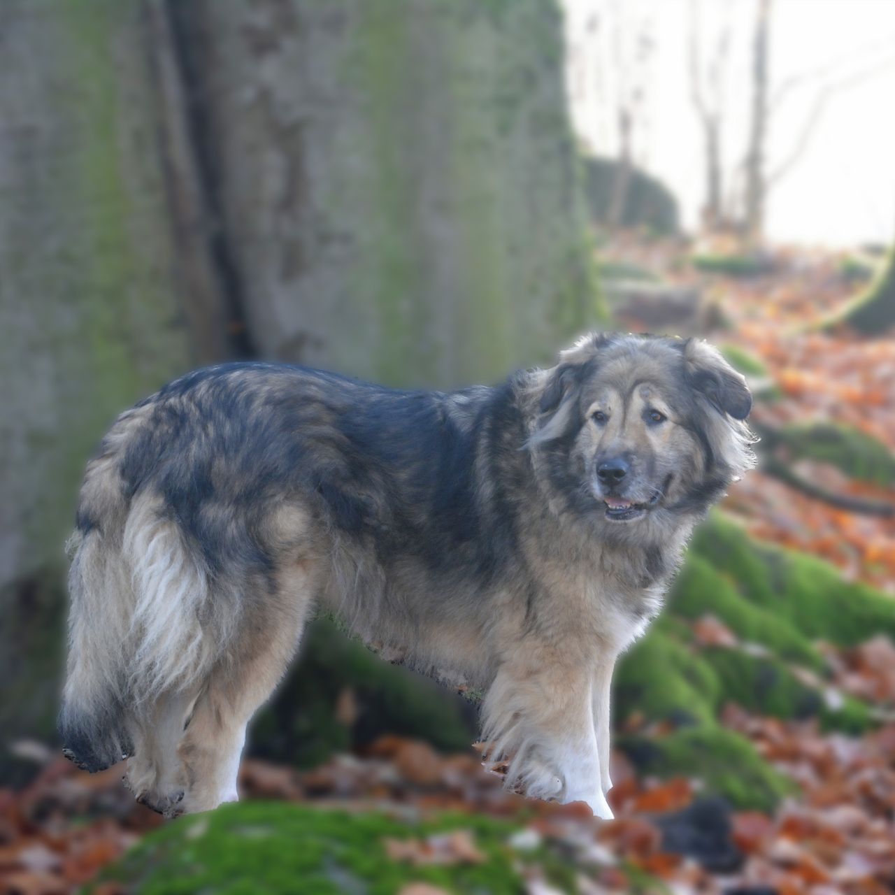 Soutěžní fotografie - Elza,  Kavkazský pastevecký pes