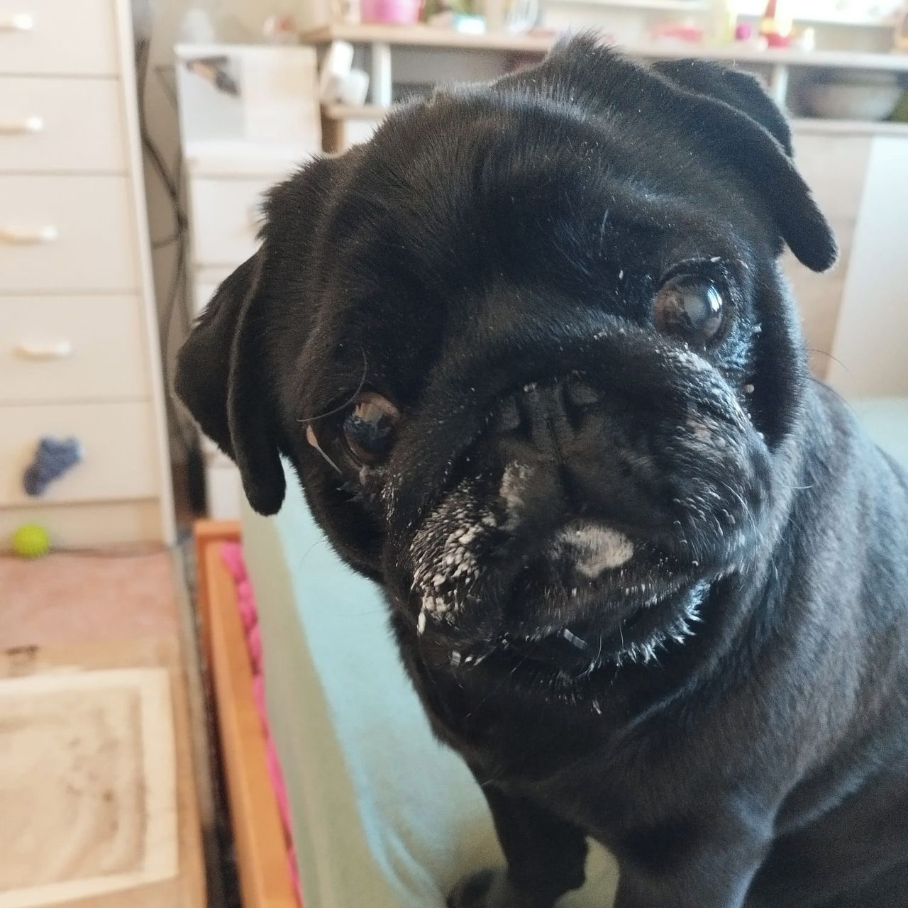 Soutěžní fotografie - Žofinka,  Mops