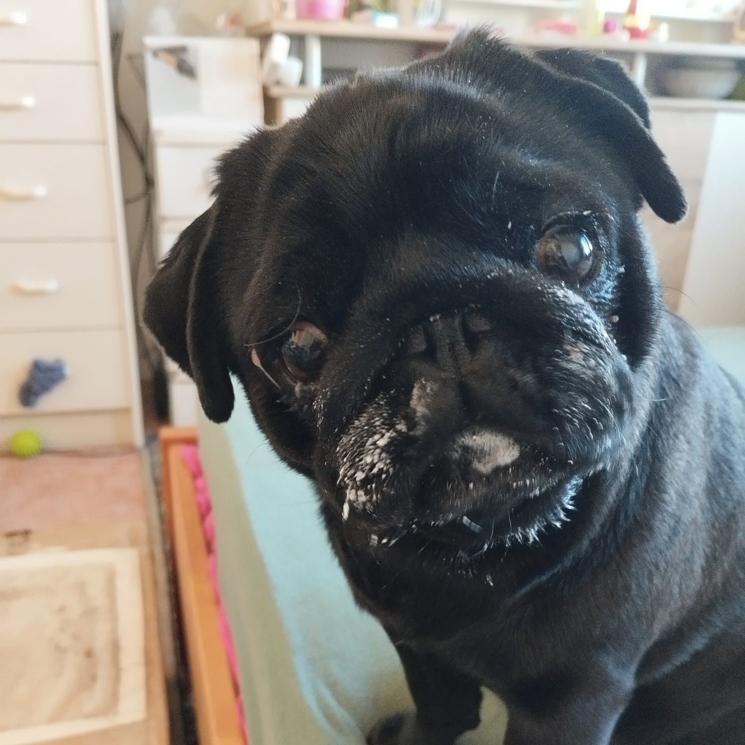 Soutěžní fotografie - Žofinka,  Mops